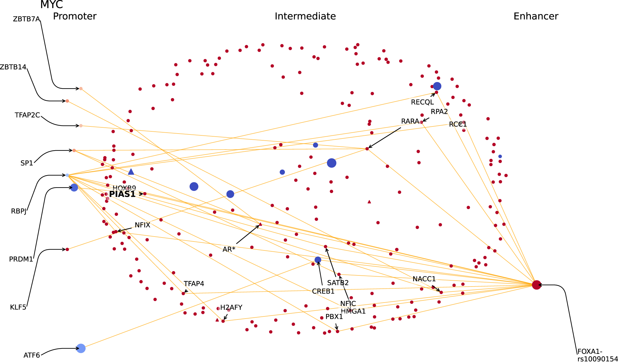 Fig. 5: Reconstructed protein interactions between MYC promoter and its enhancers.