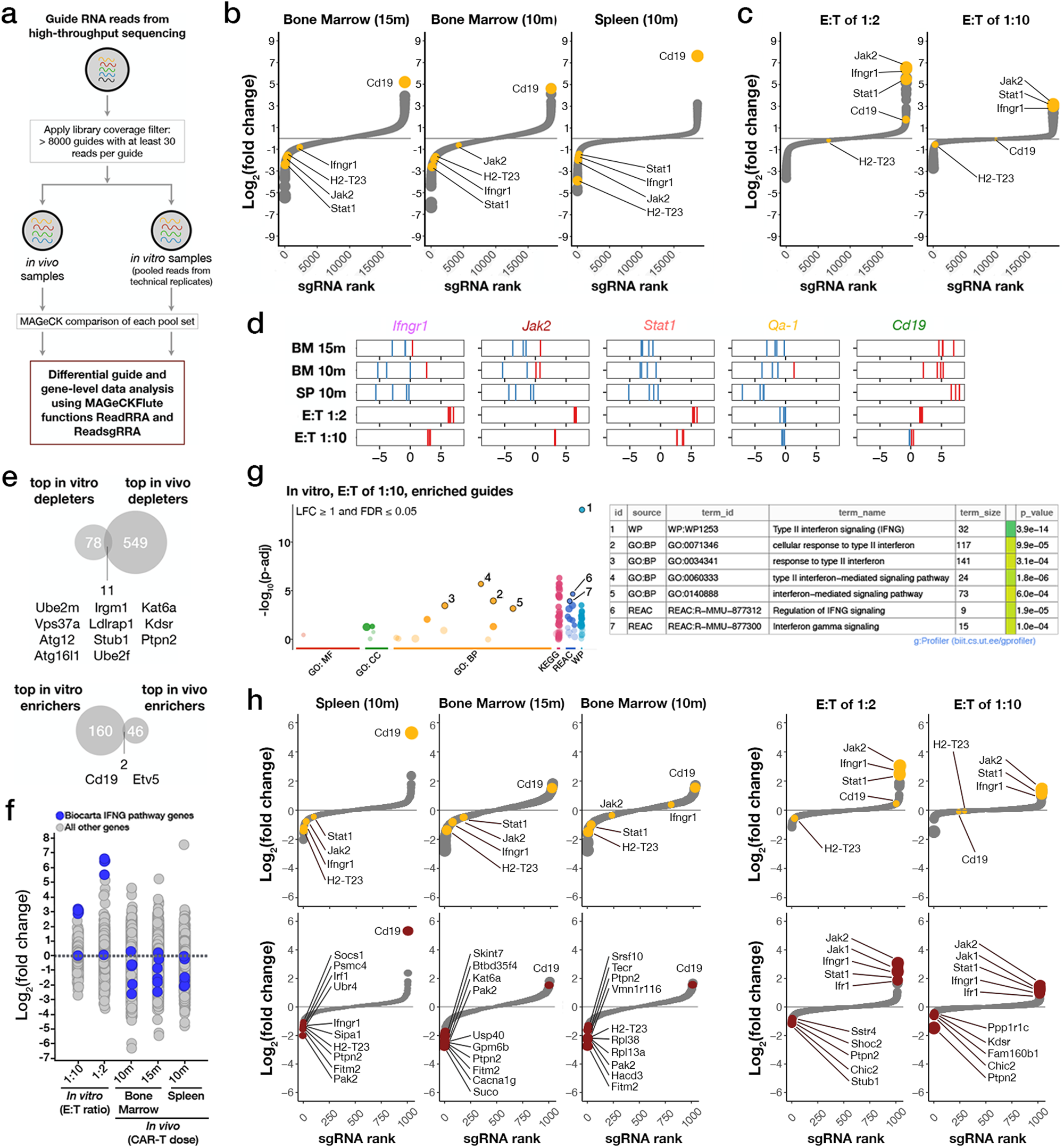 Fig. 2: In vivo genome-wide primary and subsequent validation CRISPR-Cas9-mediated knockout screens identify IFNγR/JAK/STAT signaling and antigen presentation pathways involved in resistance to CAR-T therapy.