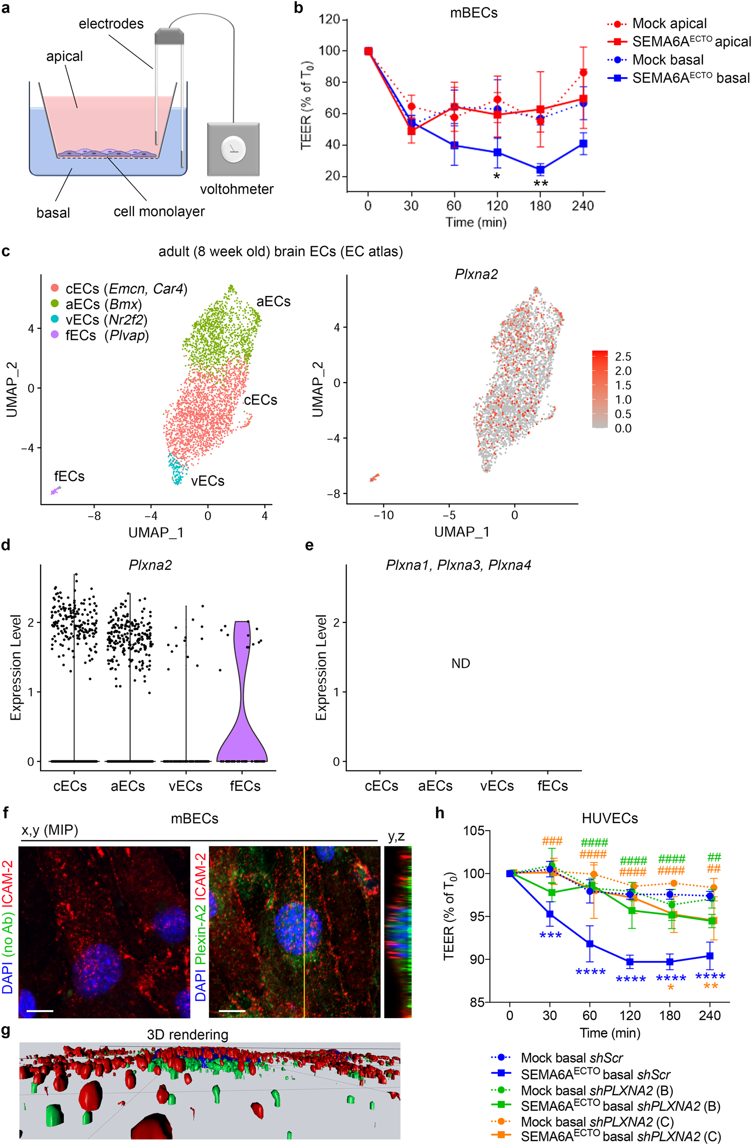Fig. 6: Abluminal SEMA6A regulates vascular permeability via Plexin-A2.