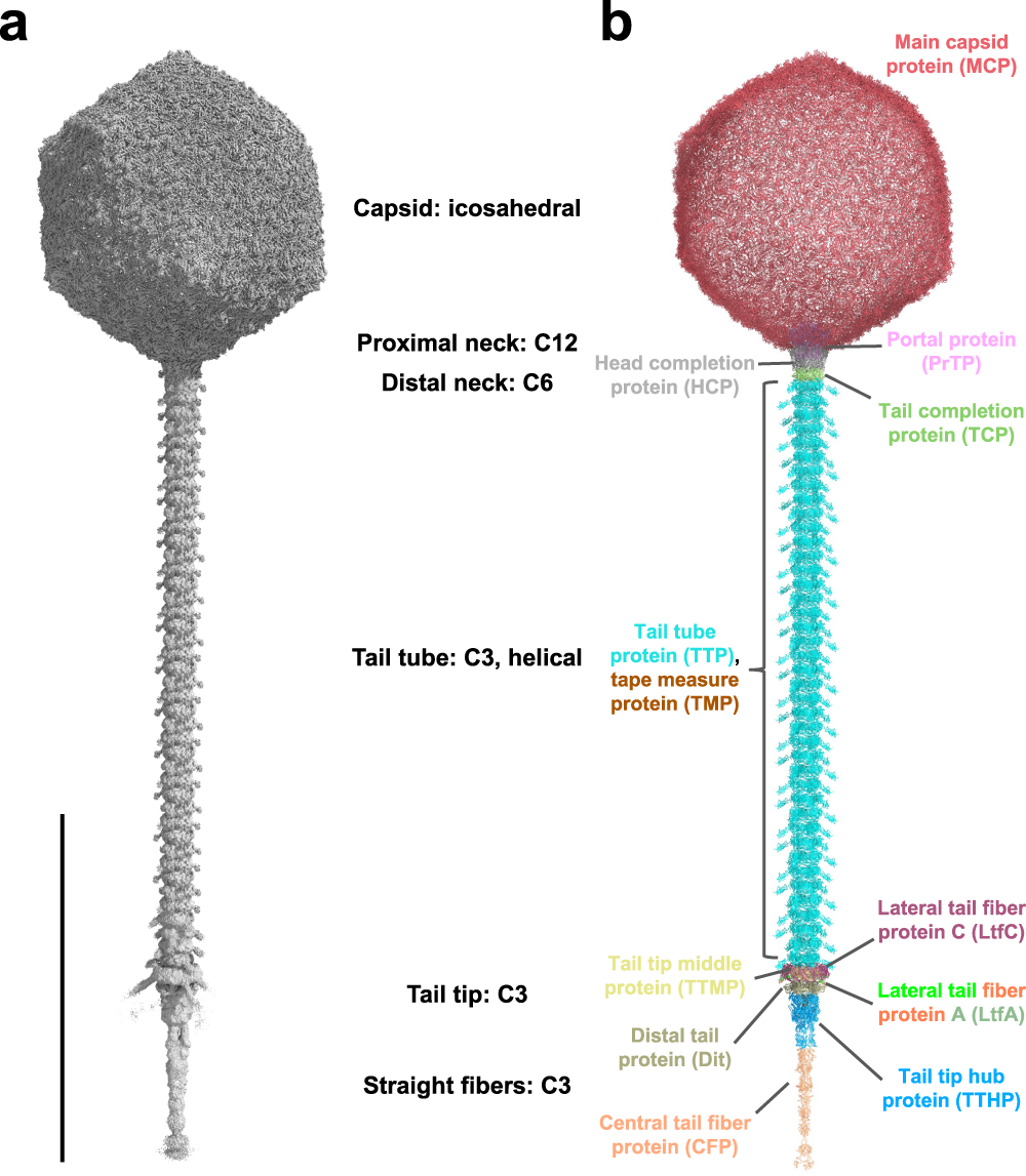 Nearly Complete Structure Of Bacteriophage DT57C Reveals.