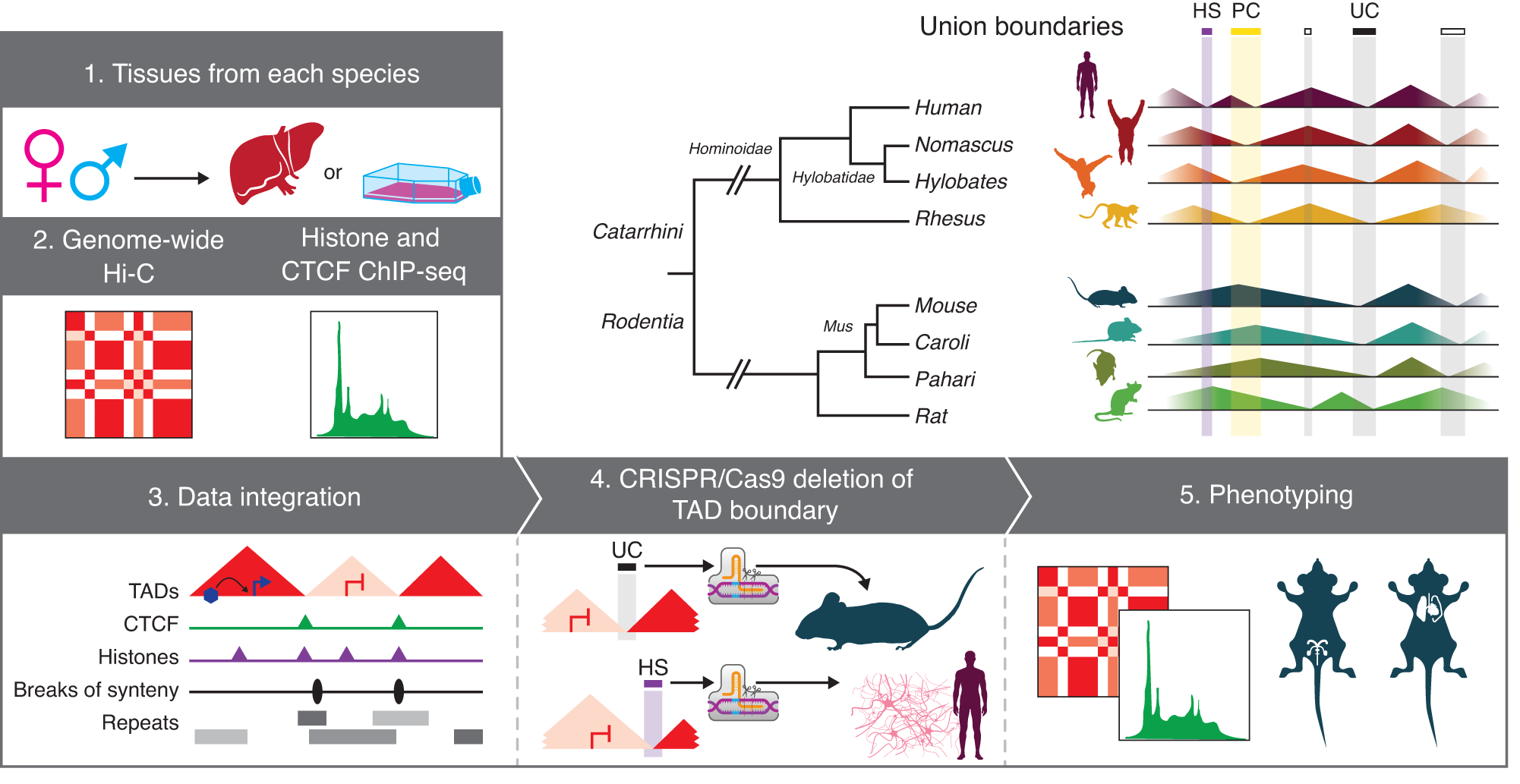 Molecular evolution and functional characterisation of an ancient