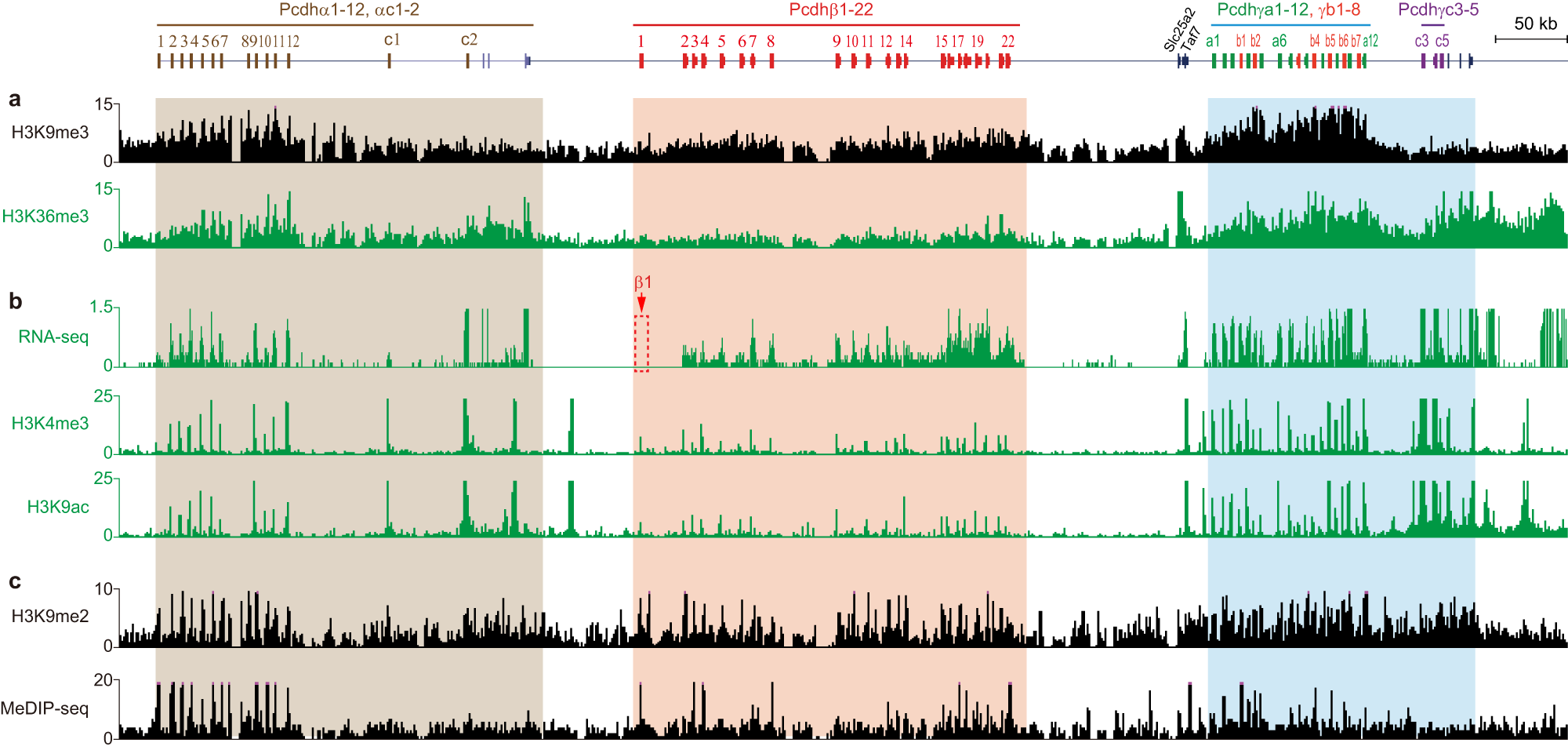 Fig. 3: The cPcdh genes are expressed from H3K9me3/H3K36me3-enriched facultative heterochromatin domains.