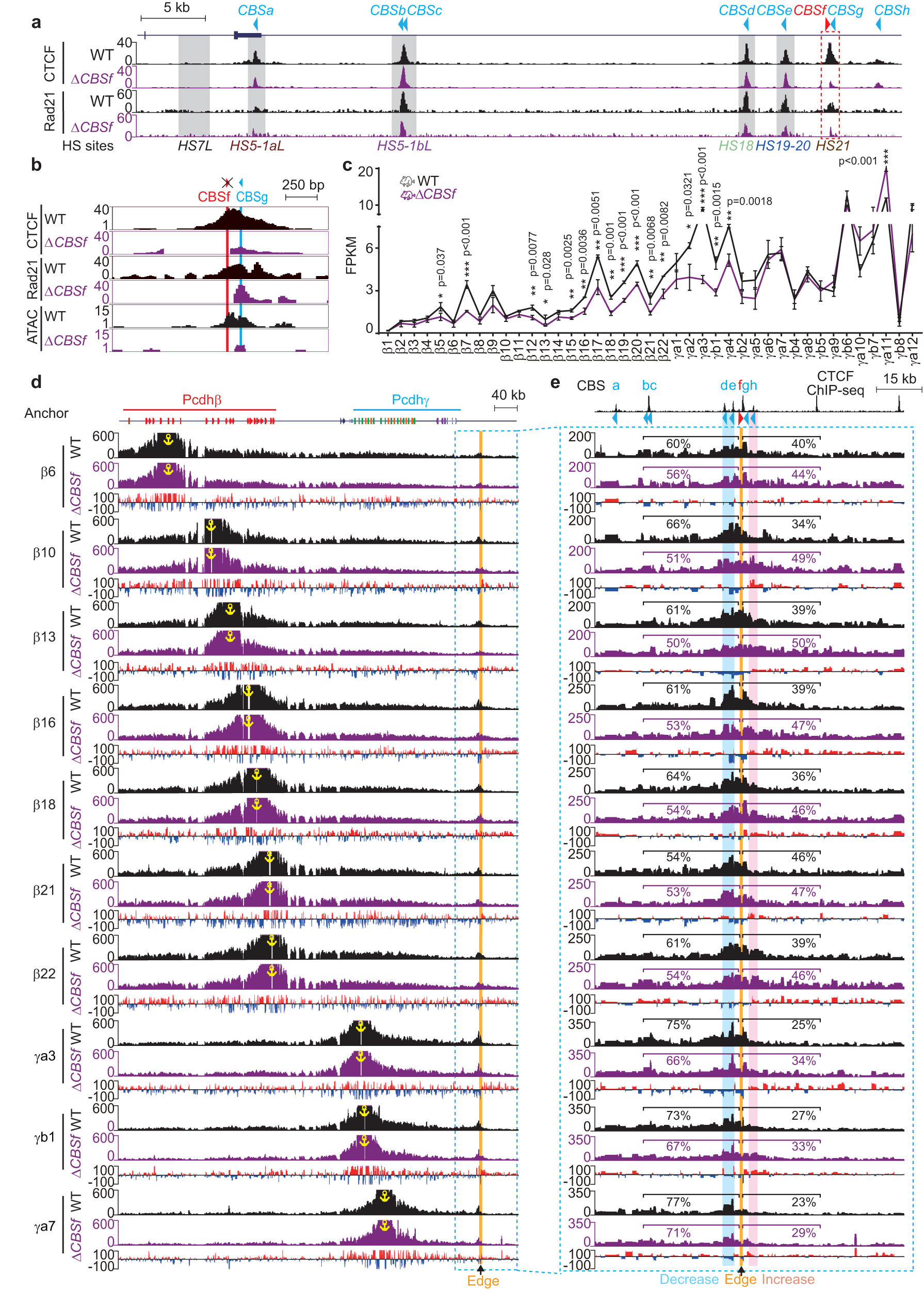 Fig. 4: Outward-oriented CBSf regulates Pcdhβγ by blocking their aberrant looping from the outside of the TAD boundary.