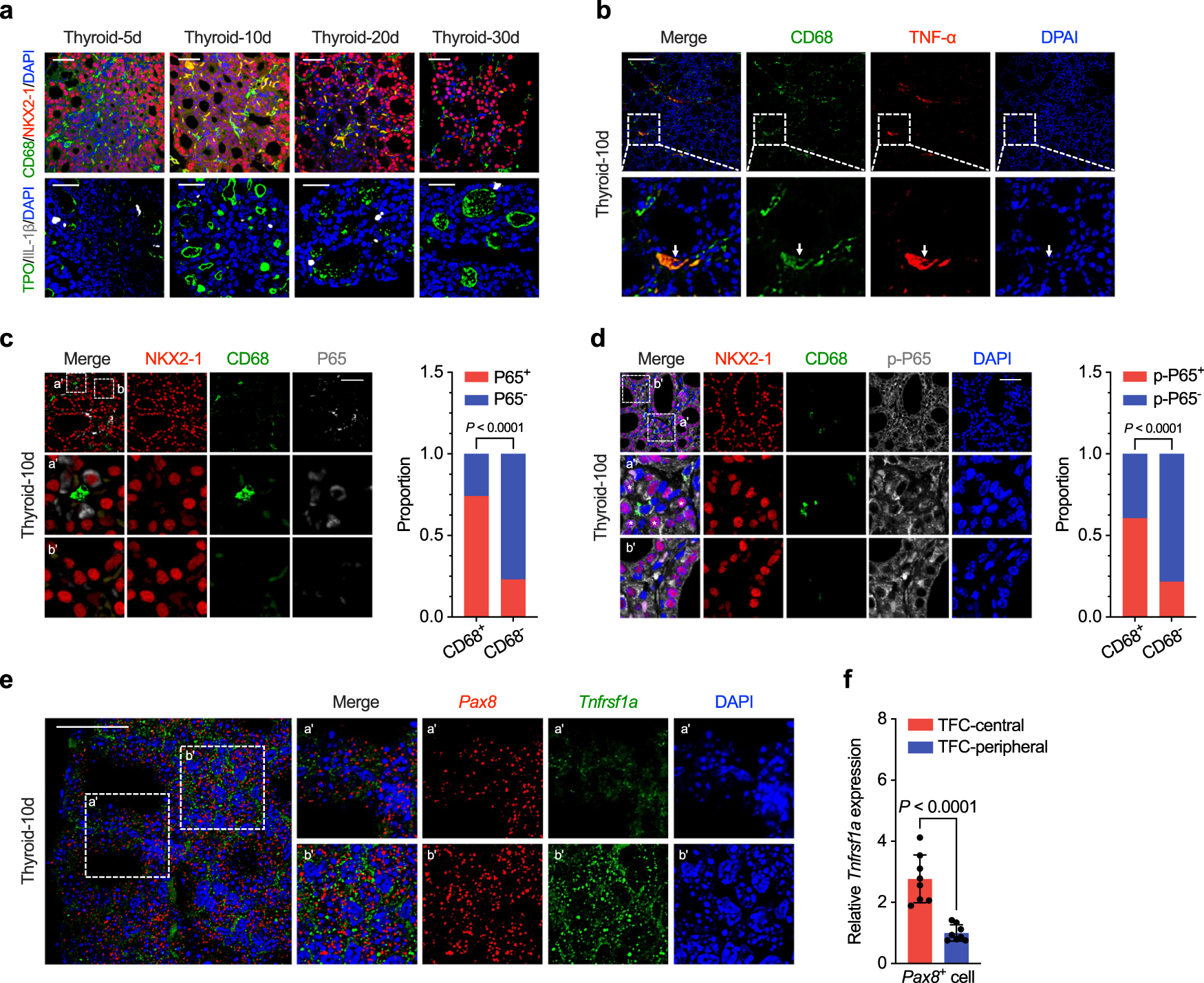 Fig. 6: Myeloid cells secrete Tnf-α to promote NF-κB activation in mice thyroid epithelial cells.