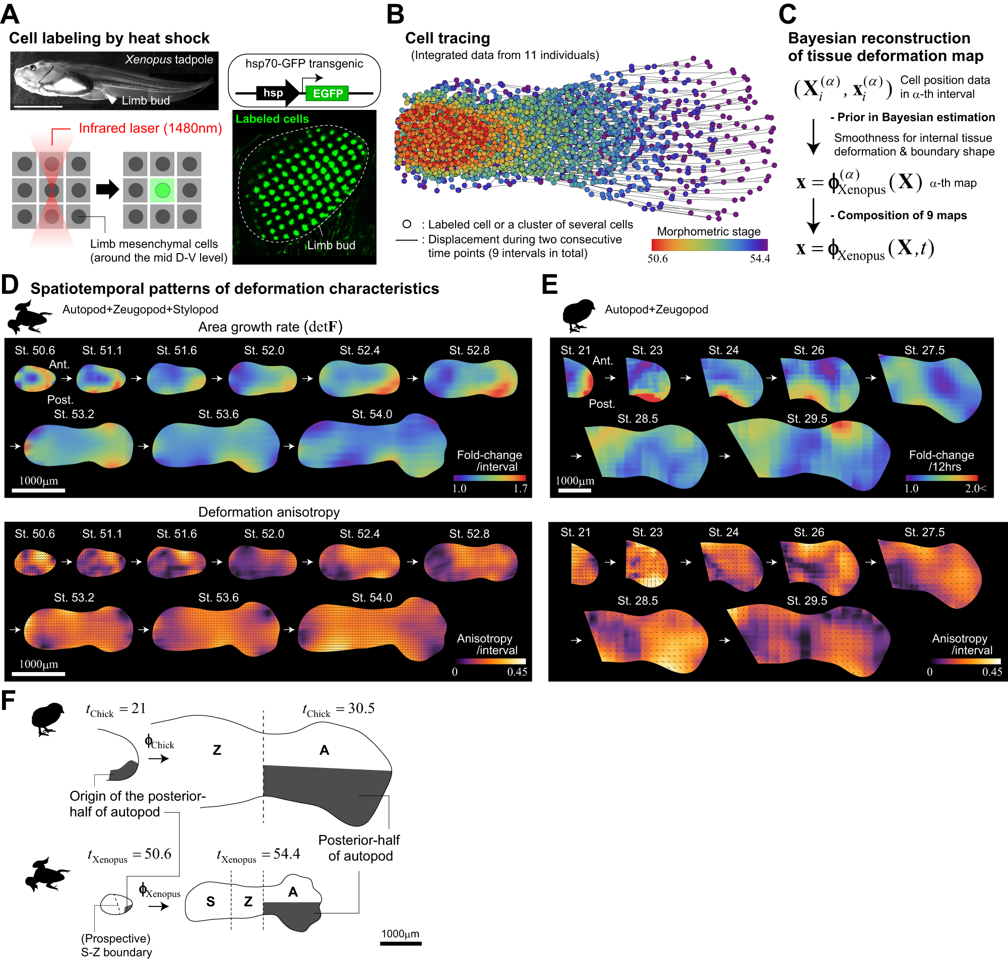 Fig. 2: Reconstruction of the tissue deformation map for Xenopus hindlimb development.