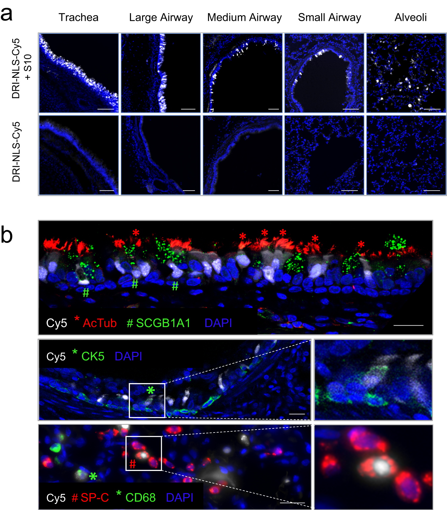 Fig. 3: Intratracheal in vivo delivery of DRI-NLS-Cy5 with S10 shuttle peptide results in widespread distribution and cell-type specific delivery in rhesus monkey airways.