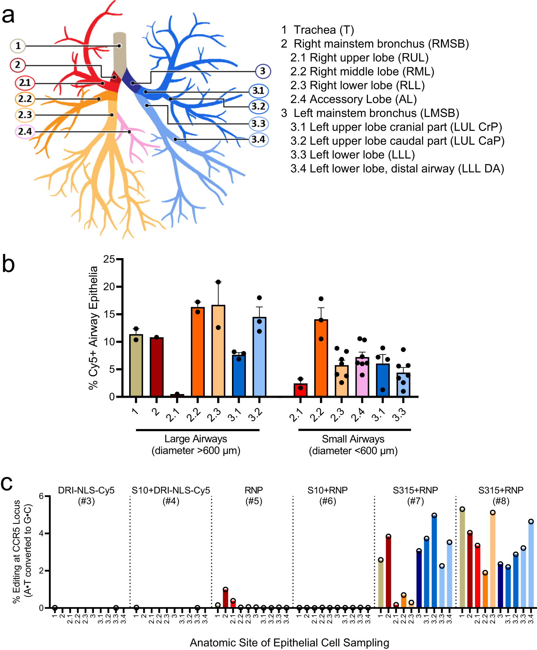 Fig. 4: Quantification of in vivo delivery of DRI-NLS-Cy5 and ABE8e-Cas9 RNP to rhesus respiratory epithelia.