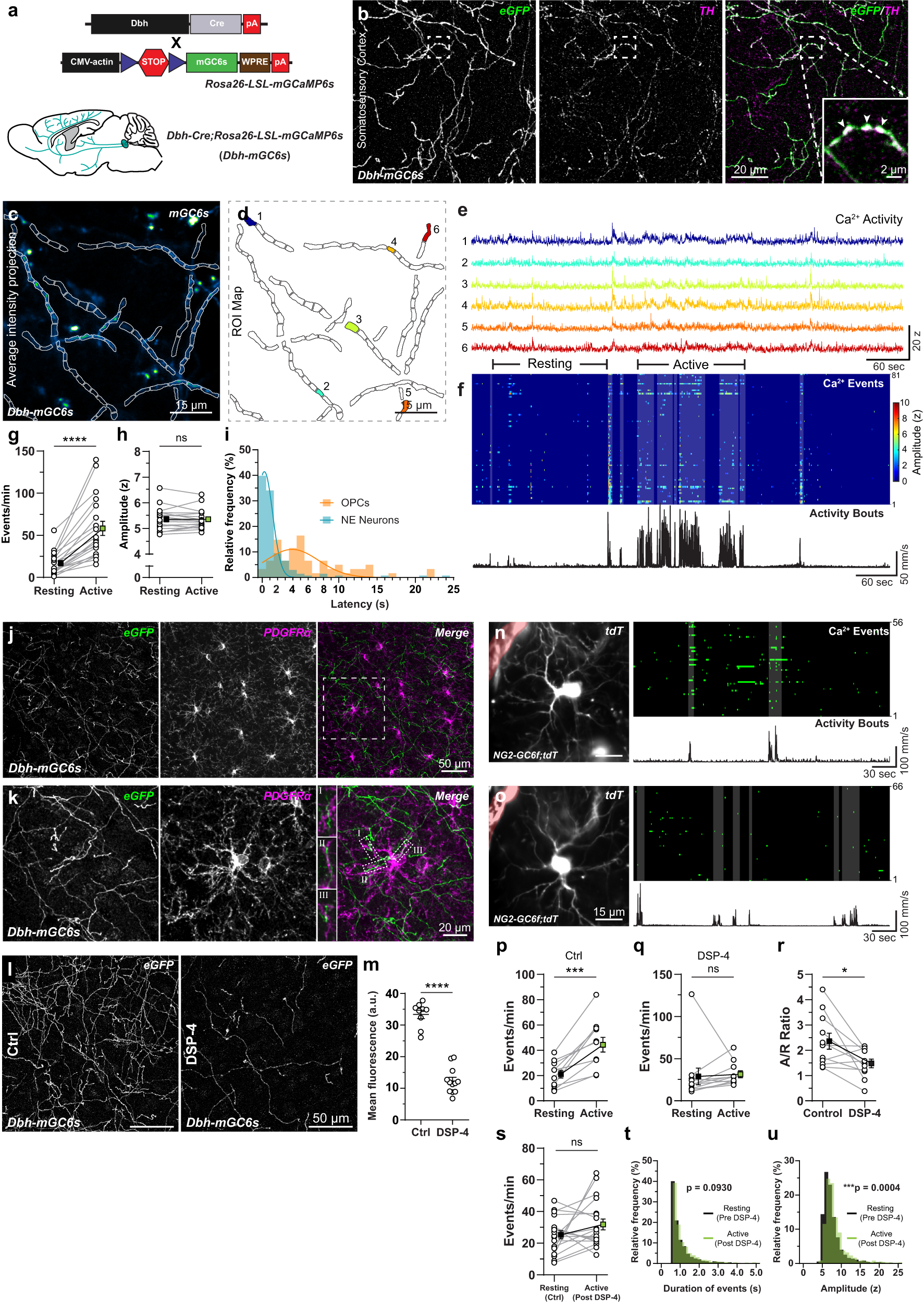 Fig. 4: Locomotion-induced Ca2+ transients in OPCs is mediated by norepinephrine.