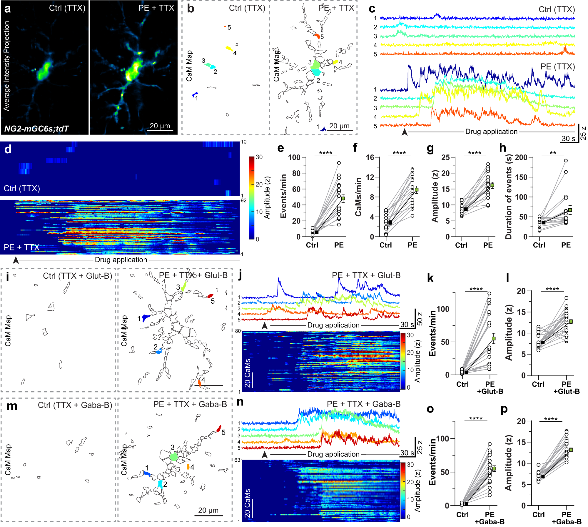 Fig. 5: Direct activation of α1 adrenergic receptors on OPCs induces Ca2+ transients.