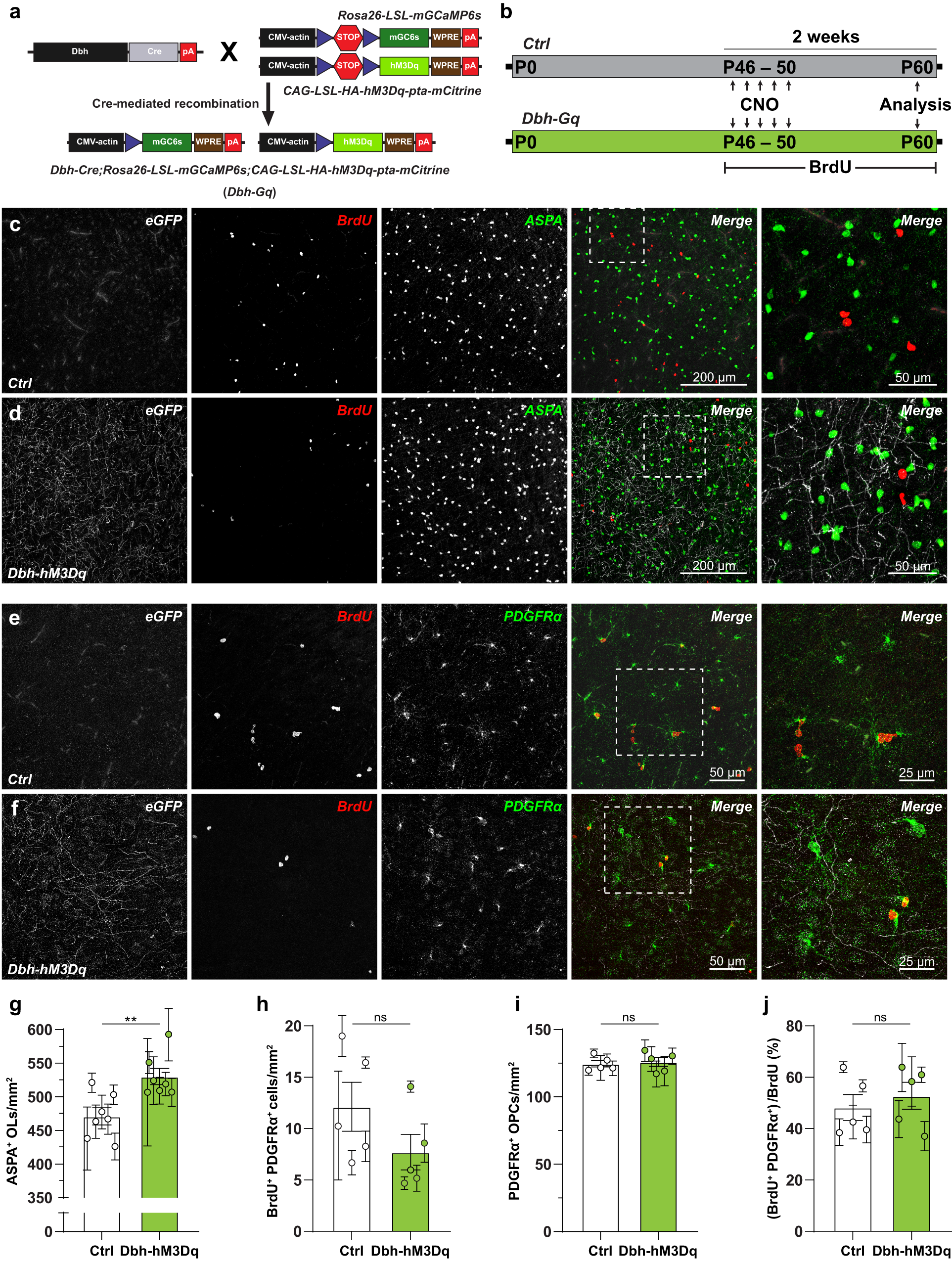 Fig. 8: Norepinephrine regulates fate of OPCs by enhancing differentiation.