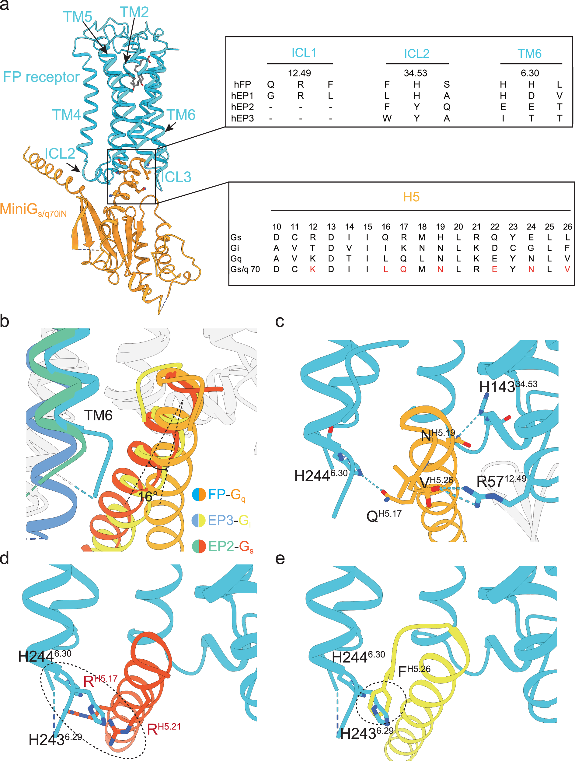 Fig. 5: Molecular mechanism of G-protein selectivity of prostaglandin receptors.