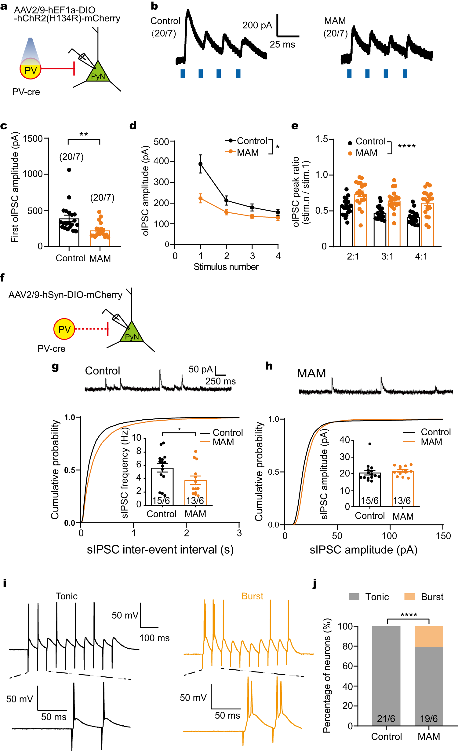 Fig. 4: Pyramidal neurons received less inhibitory input from PV neurons in MAM group.
