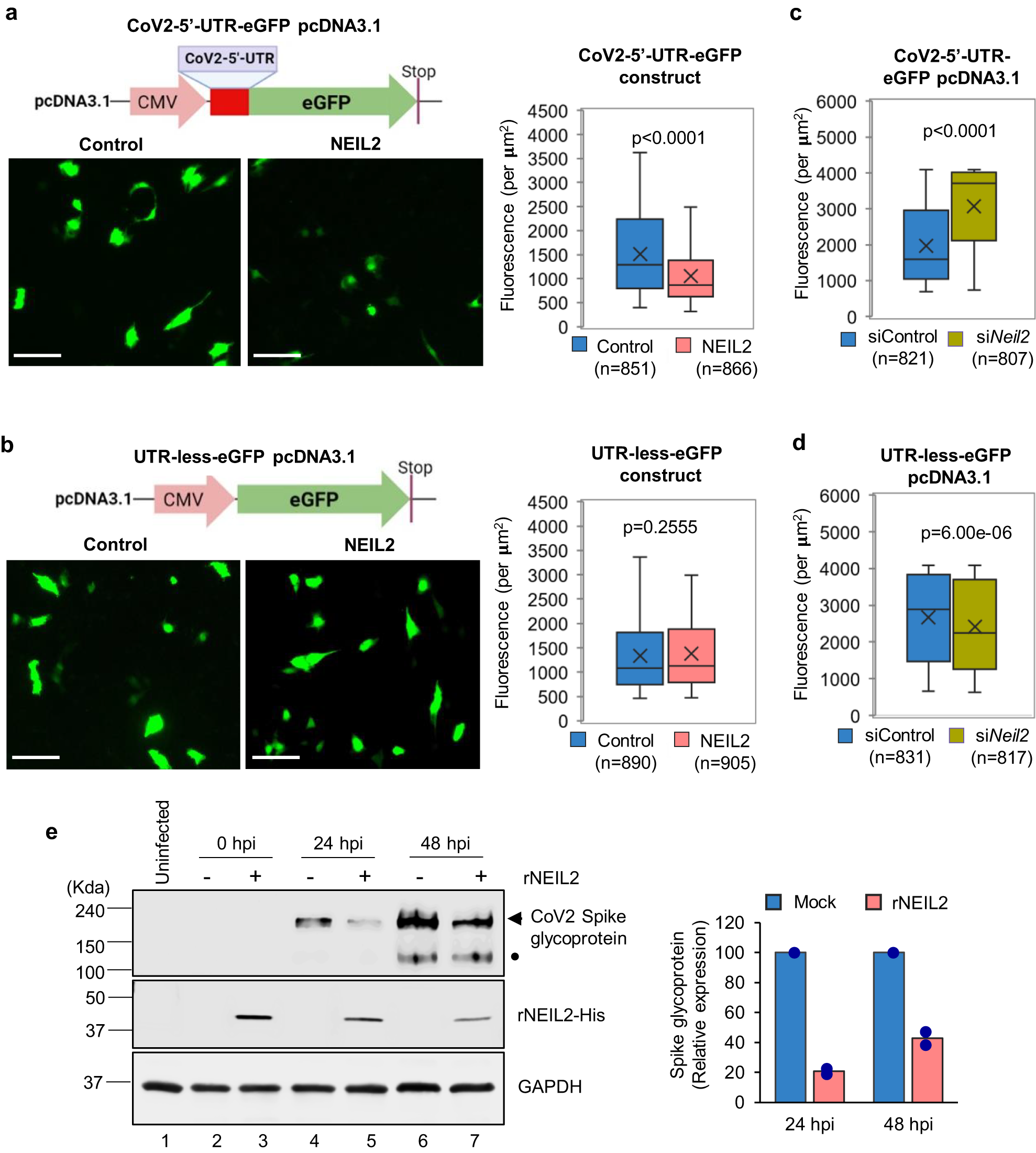 Fig. 6: Effect of NEIL2 on SARS-CoV-2 protein synthesis.