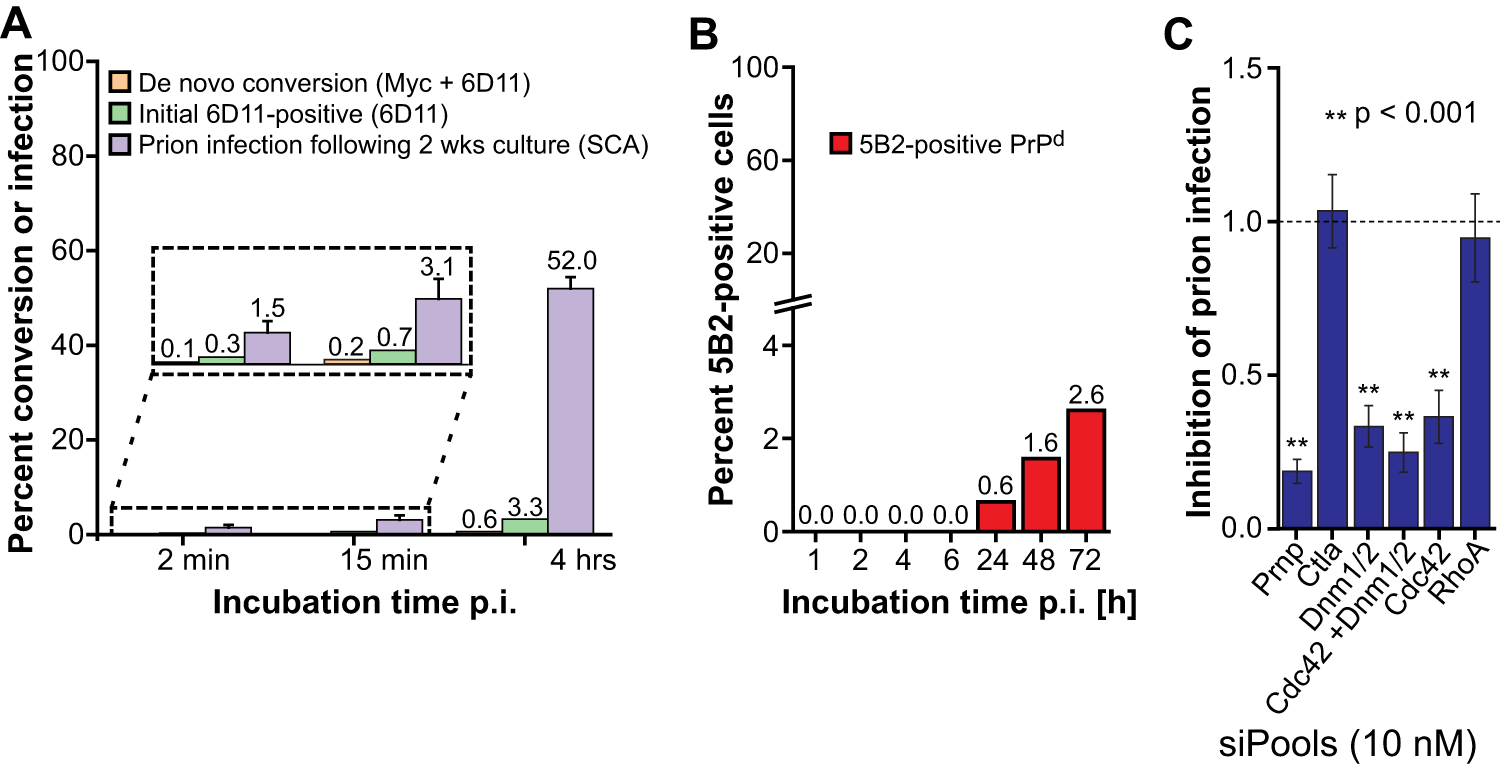 Fig. 7: De novo PrP conversion precedes the formation of FL-PrPd and is inhibited by transcriptional silencing of Cdc42 and dynamins.