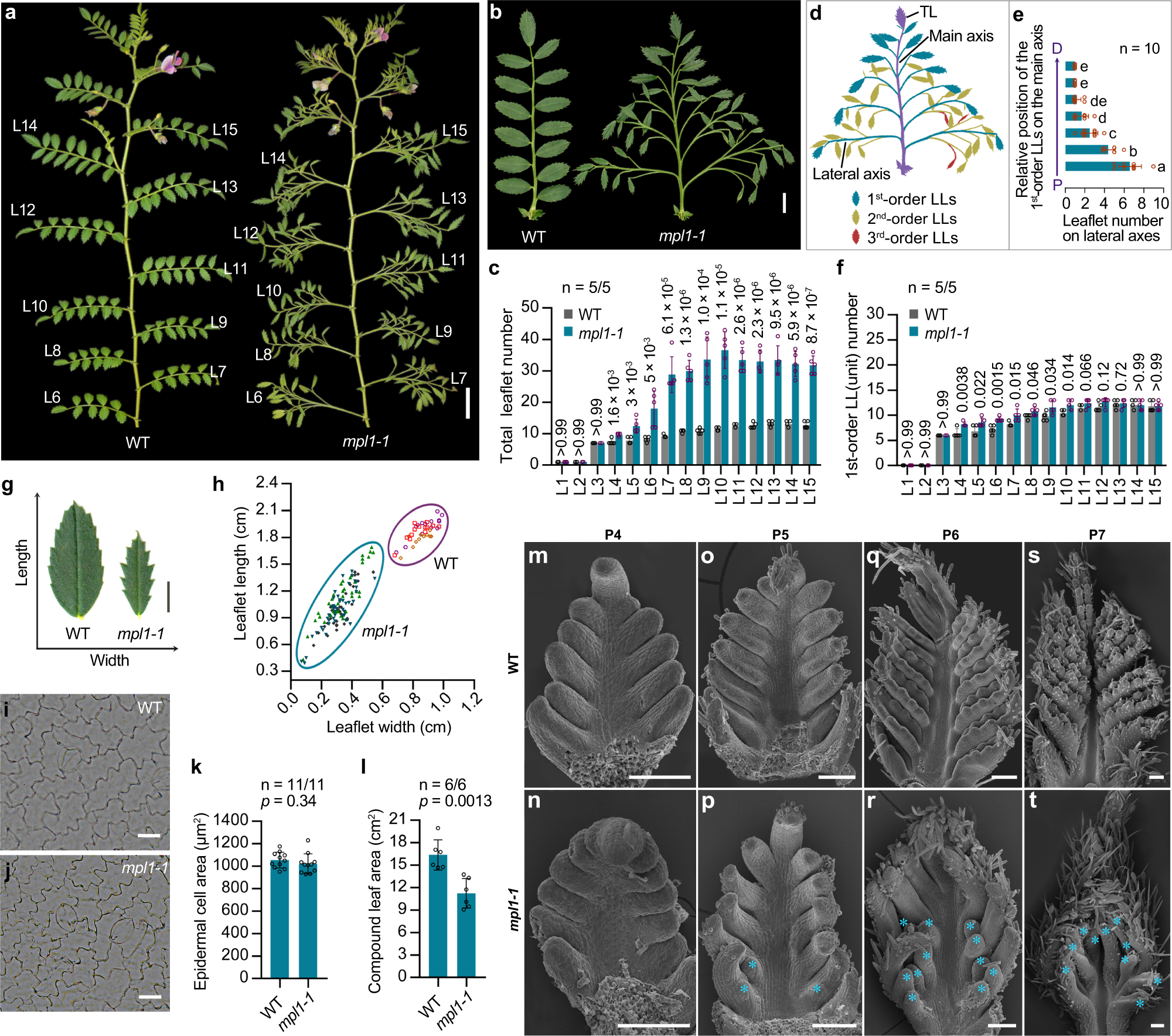 Fig. 2: Phenotypic comparison of WT and multiple-pinnate leaf1-1 (mpl1-1) mutant of chickpea.