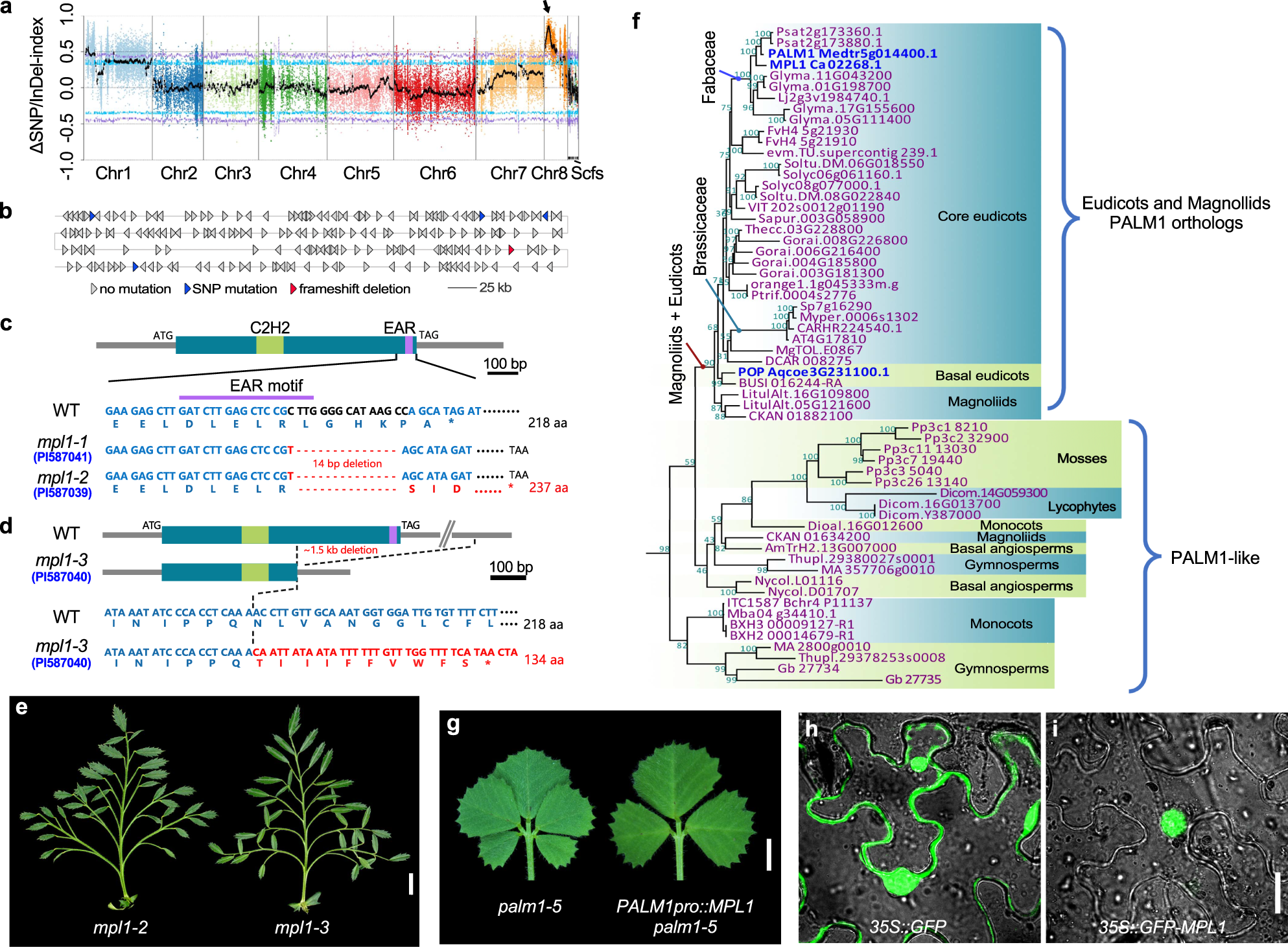 Fig. 3: Molecular cloning and characterization of MPL1.