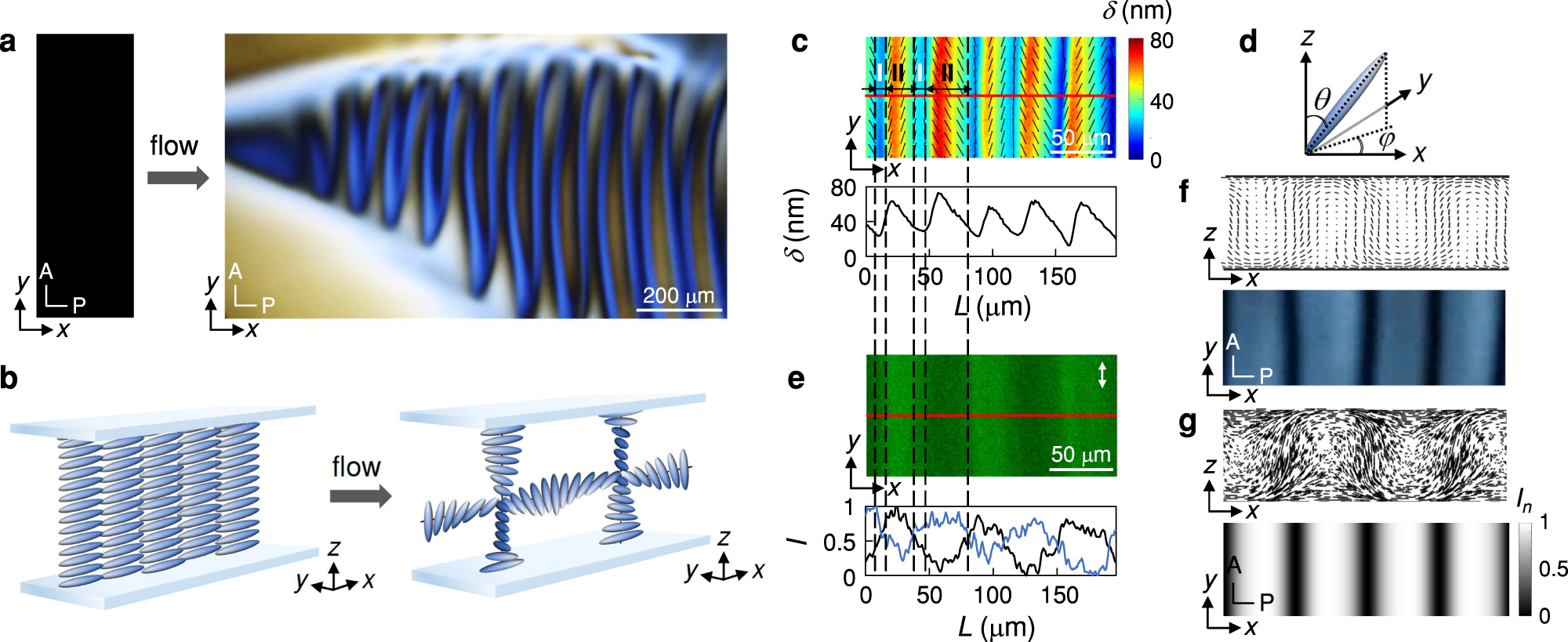 Fig. 1: Mirror symmetry breaking in flowing nematic LCLC solutions.