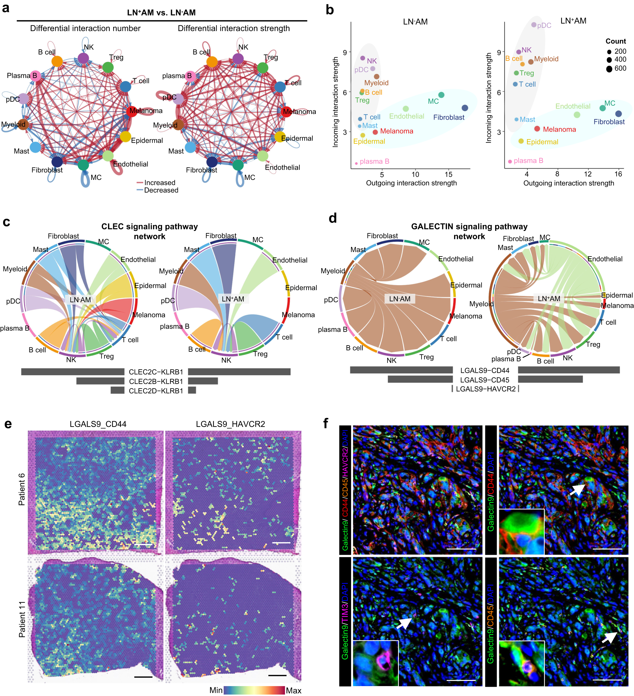 Fig. 8: Intercellular communication networks in AM.