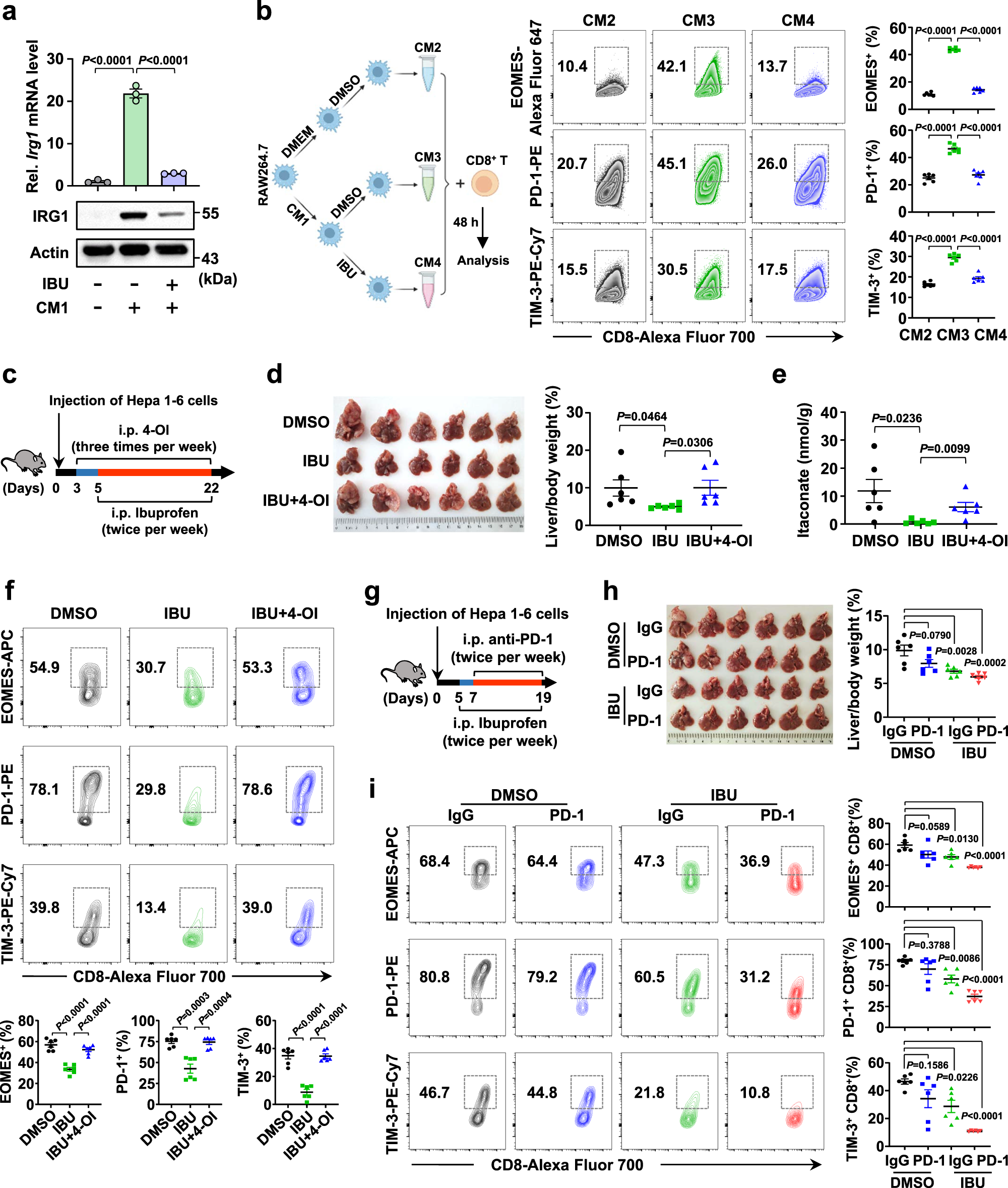 Fig. 5: Ibuprofen inhibits HCC by blocking IRG1/itaconate-regulated immune evasion.