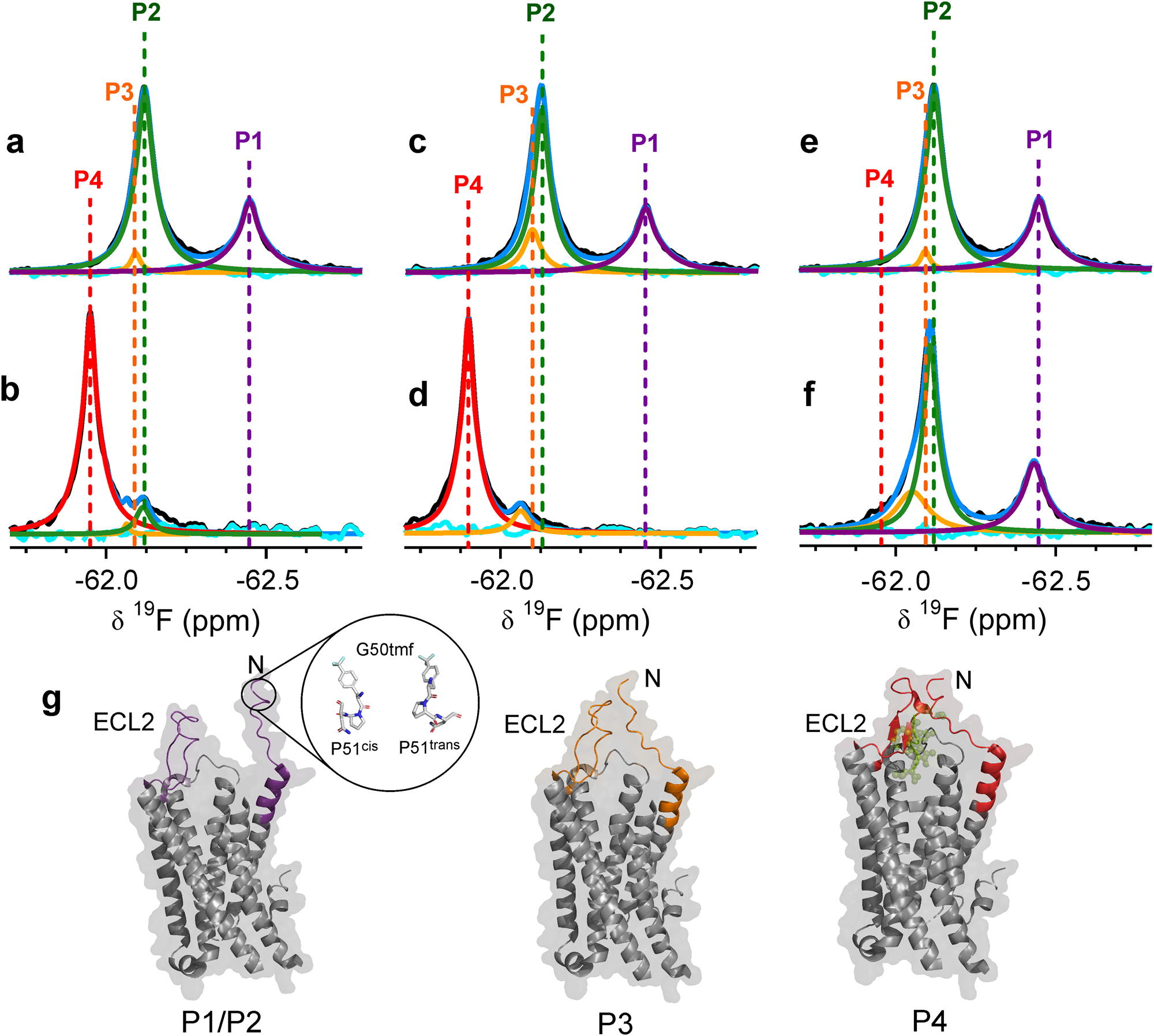 Fig. 2: The N-terminal regions of enNTS1-R213 and enNTS1 show different conformational dynamics in response to binding agonist and inverse agonist.