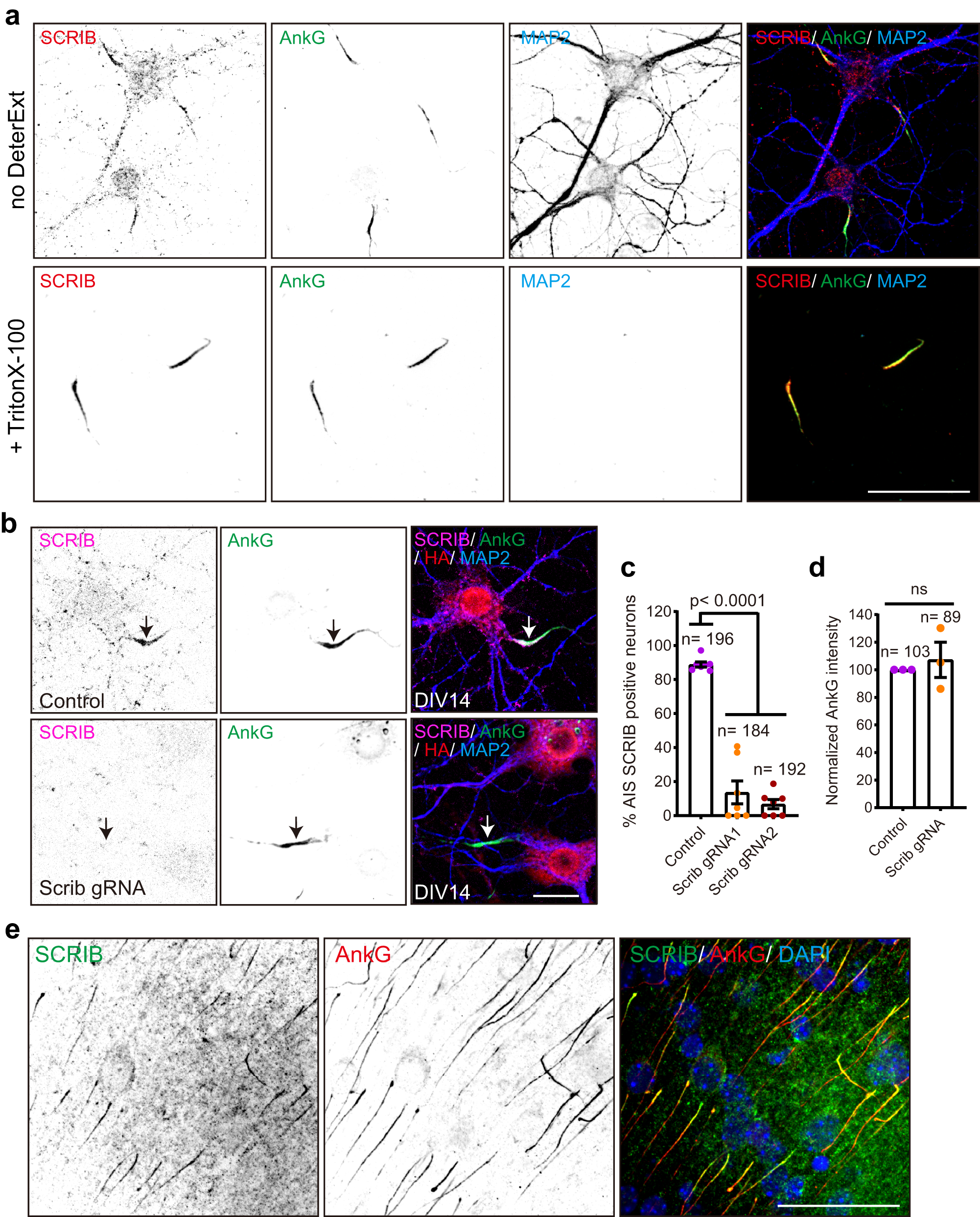 Fig. 6: Validation of SCRIB enrichment at the AIS in vitro and in vivo by immunostaining.