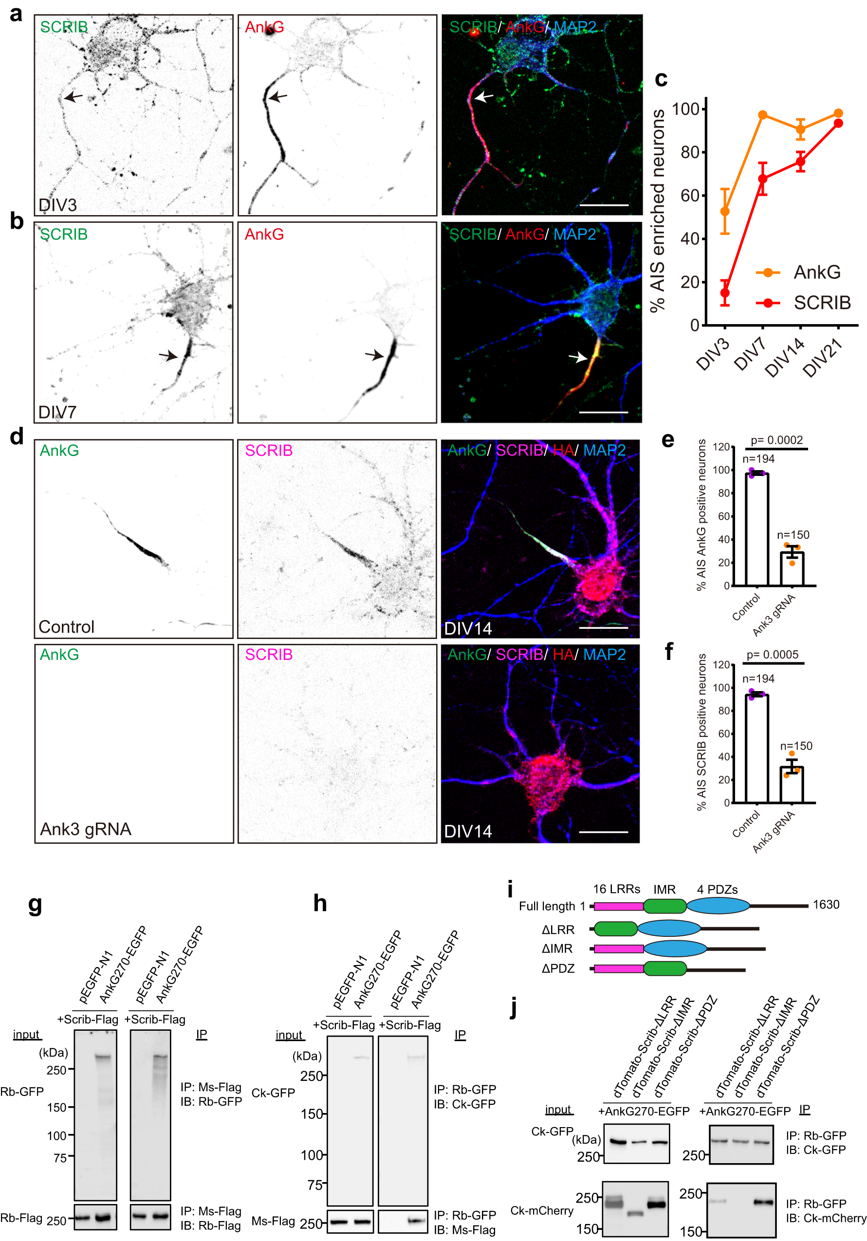 Fig. 7: AnkG is required for SCRIB enrichment at the AIS.