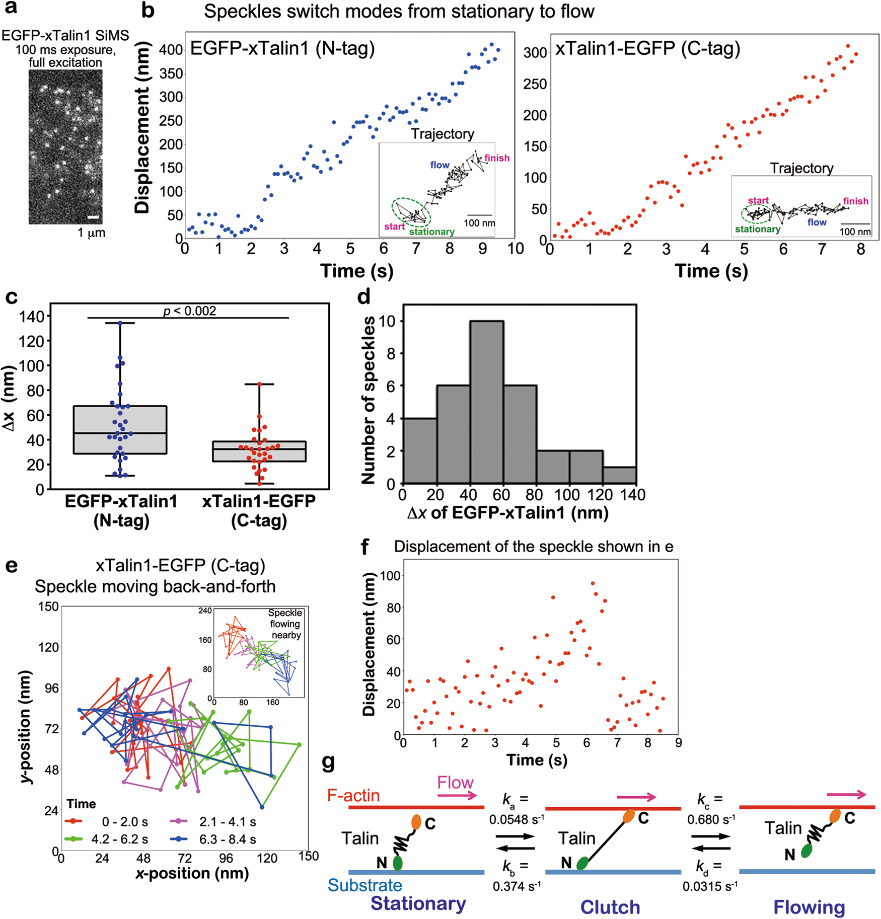 Fig. 2: Nanometer displacement measurements of EGFP-tagged xTalin1 SiMS.