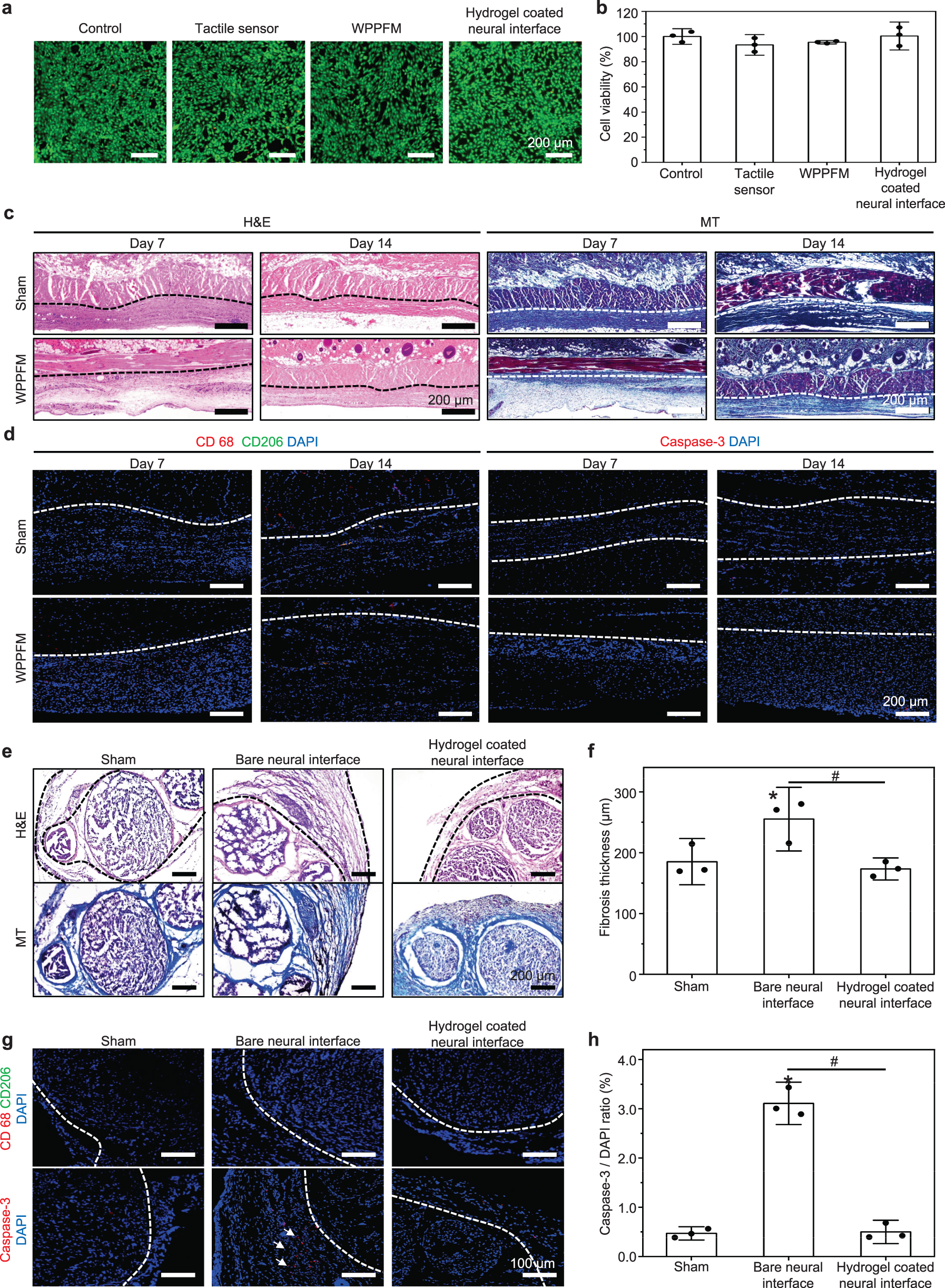 Fig. 4: Biocompatibility of the WTSA.