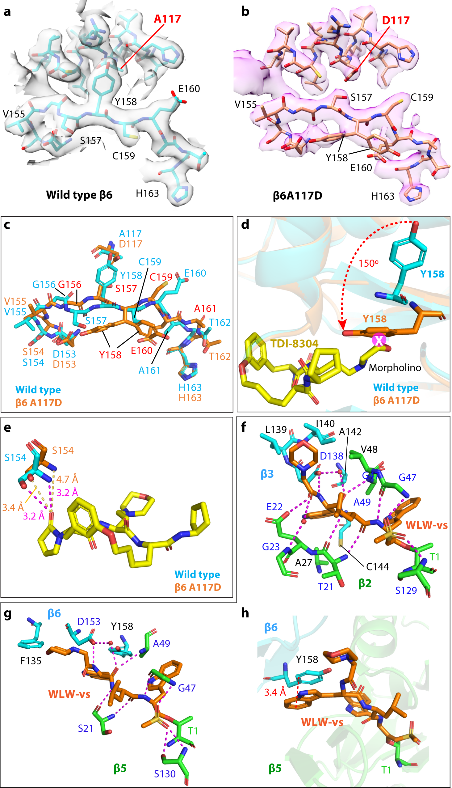 Fig. 5: Conformational changes induced by the β6A117D mutation.