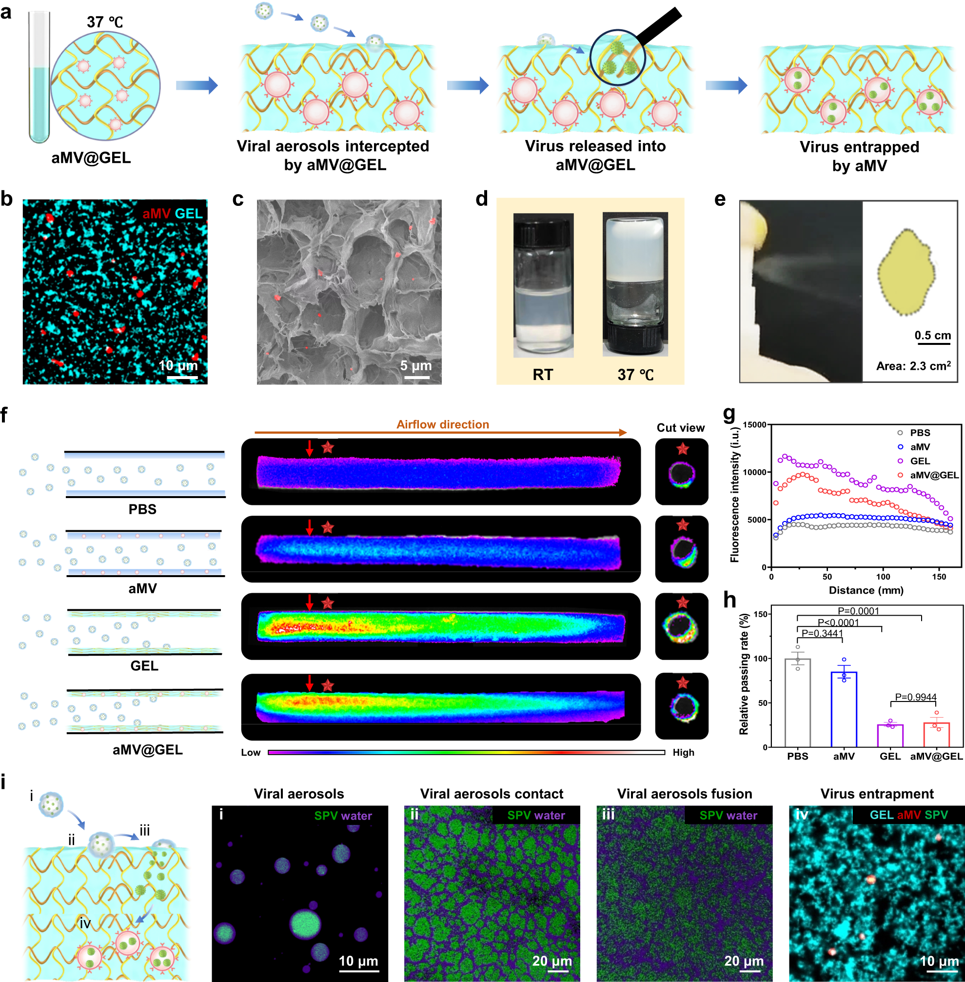 Fig. 3: Characterization and protective effect of chitosan/β-sodium glycerophosphate hydrogel loaded with aMV.