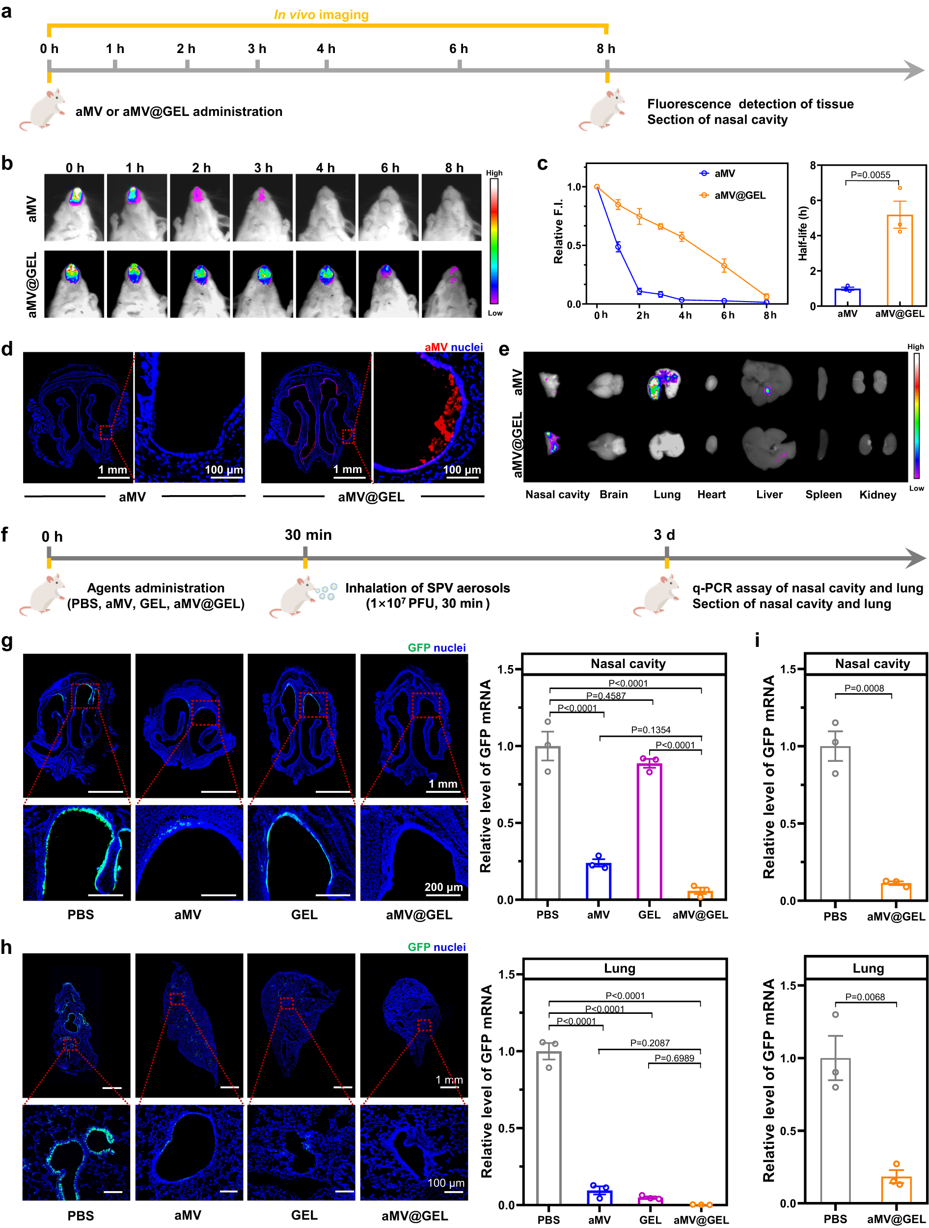 Fig. 4: Distribution of aMV@GEL after intranasal administration and its in vivo protective effect against SPV aerosols.