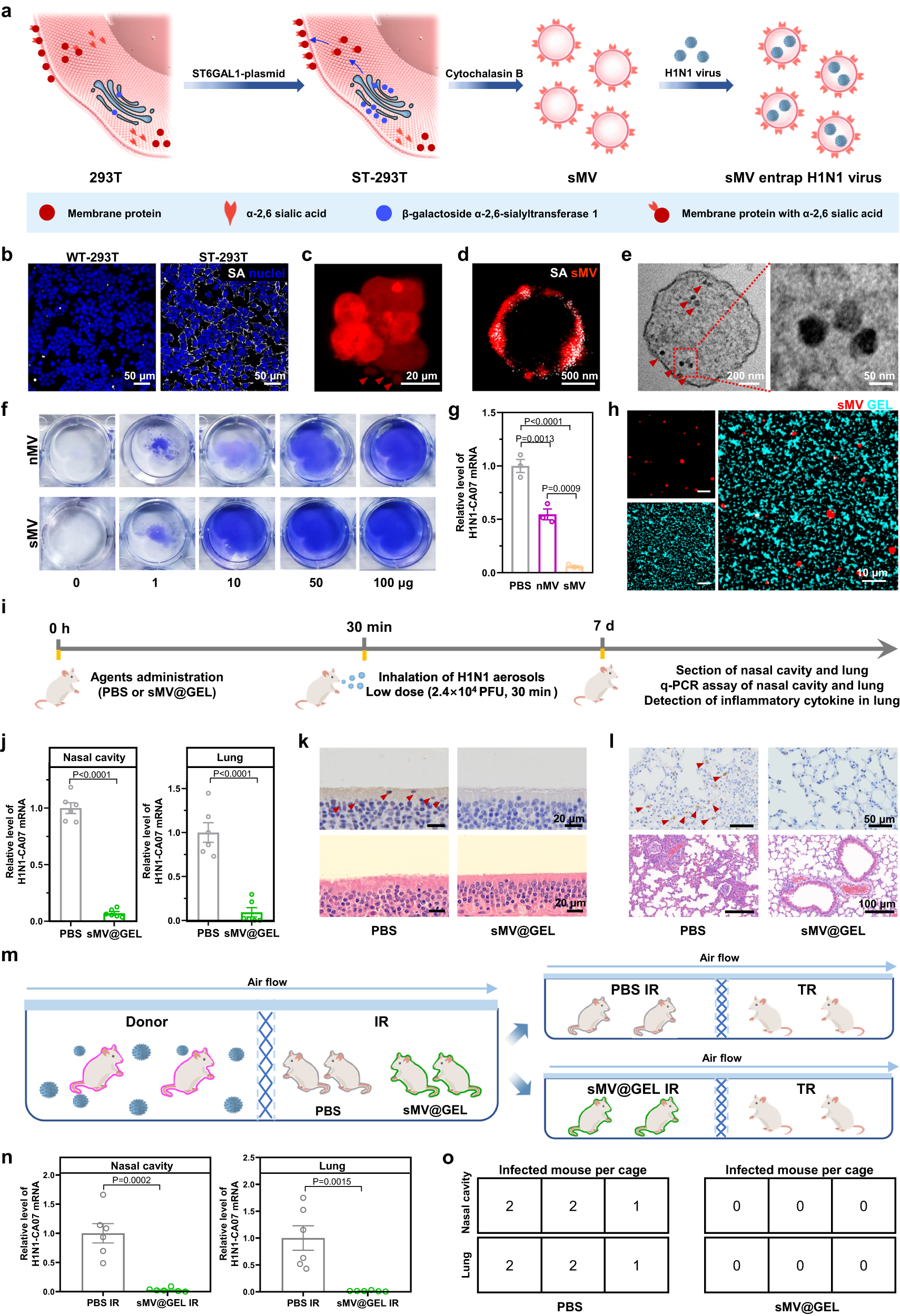 Fig. 5: Preparation of GEL loaded with α-2,6 sialic acid-overexpressing MV (sMV@GEL) and its protective effect against H1N1-CA07 aerosols.