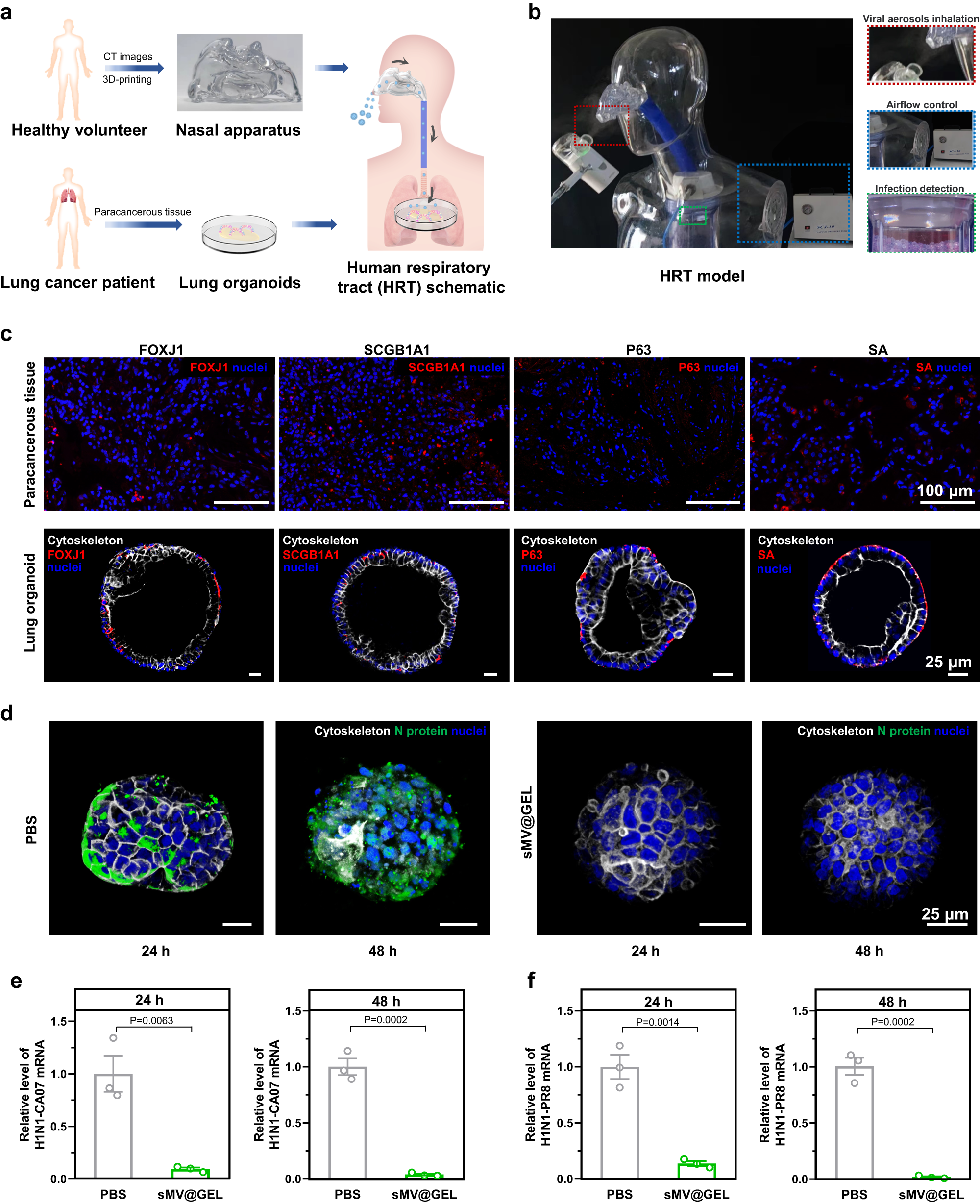 Fig. 7: Confirmation of the protective effect of sMV@GEL against H1N1 viral aerosols by using the human respiratory tract model.