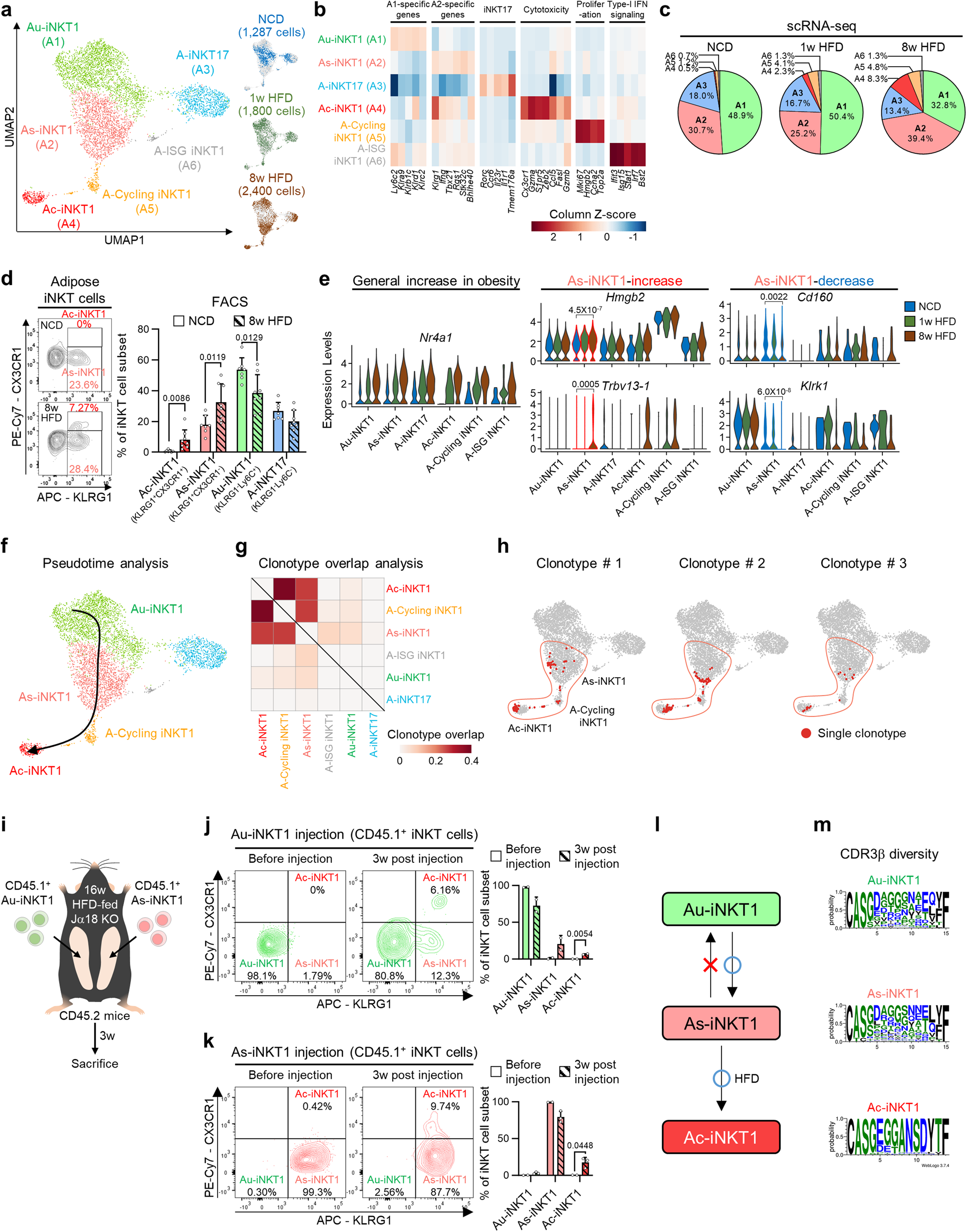Fig. 3: In obesity, As-iNKT1 cells give rise to Ac-iNKT1 cells.