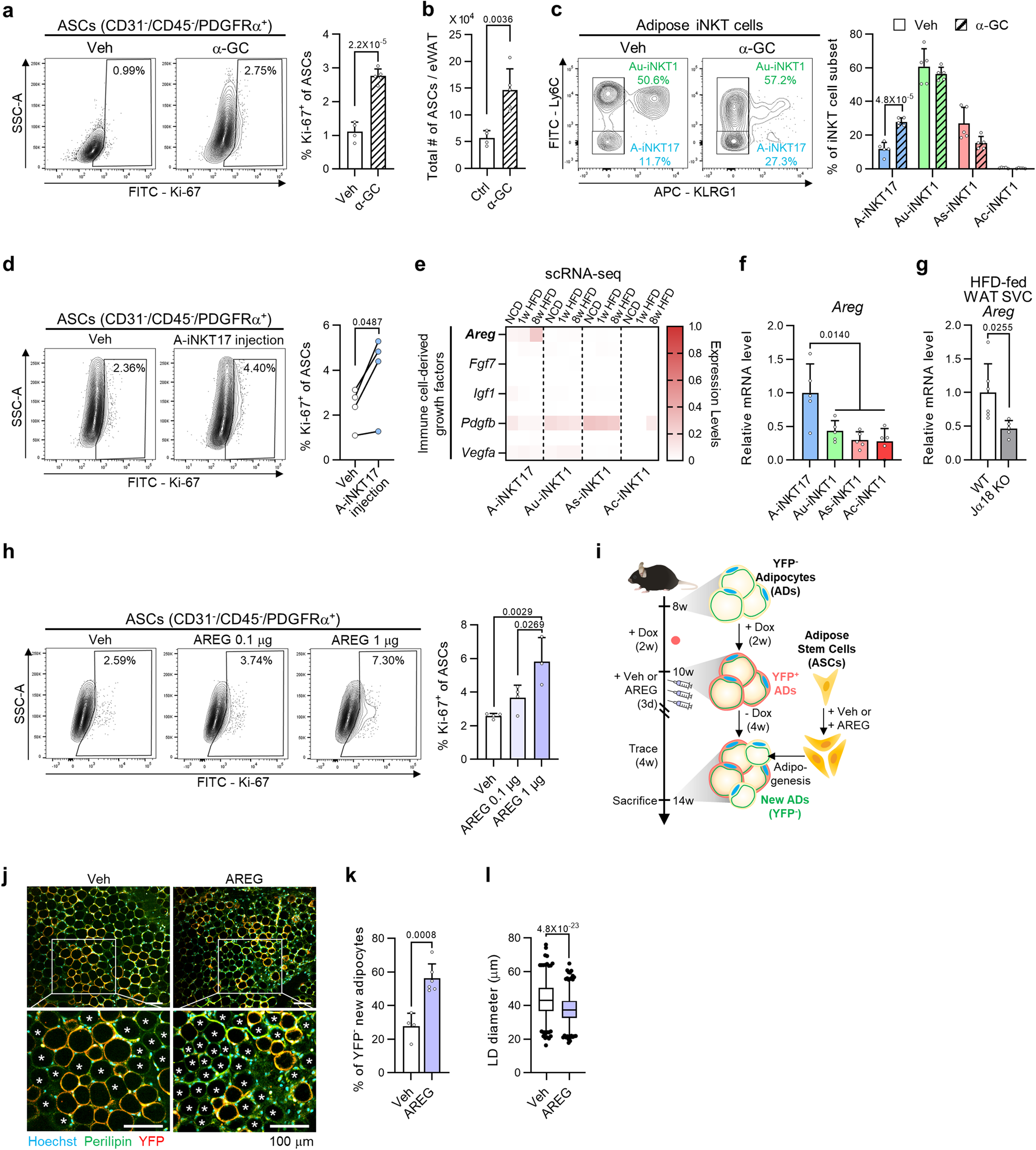 Fig. 5: A-iNKT17 cells stimulate adipose stem cell proliferation by secreting amphiregulin.