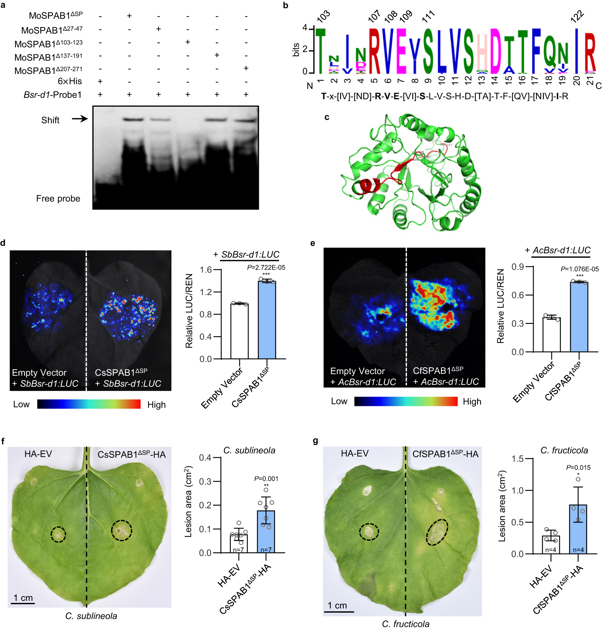 Fig. 4: Amino acids 103-123 of MoSPAB1 are required for binding to the Bsr-d1 promoter.