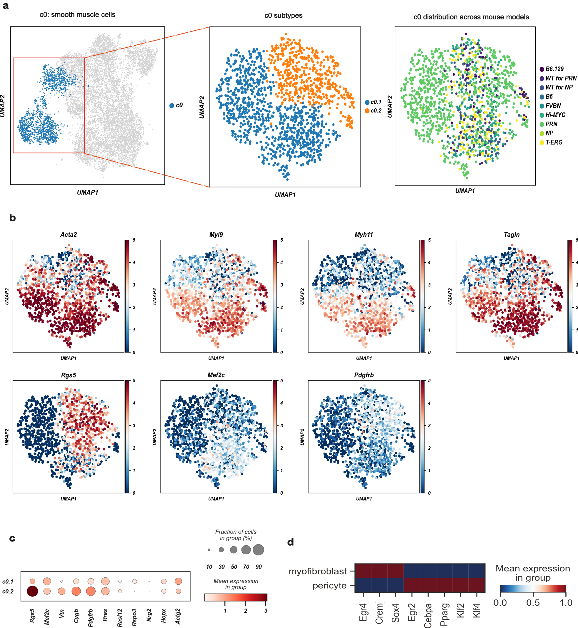 Fig. 2: A common cluster of contractile mesenchymal cells encompasses myofibroblasts and pericytes.