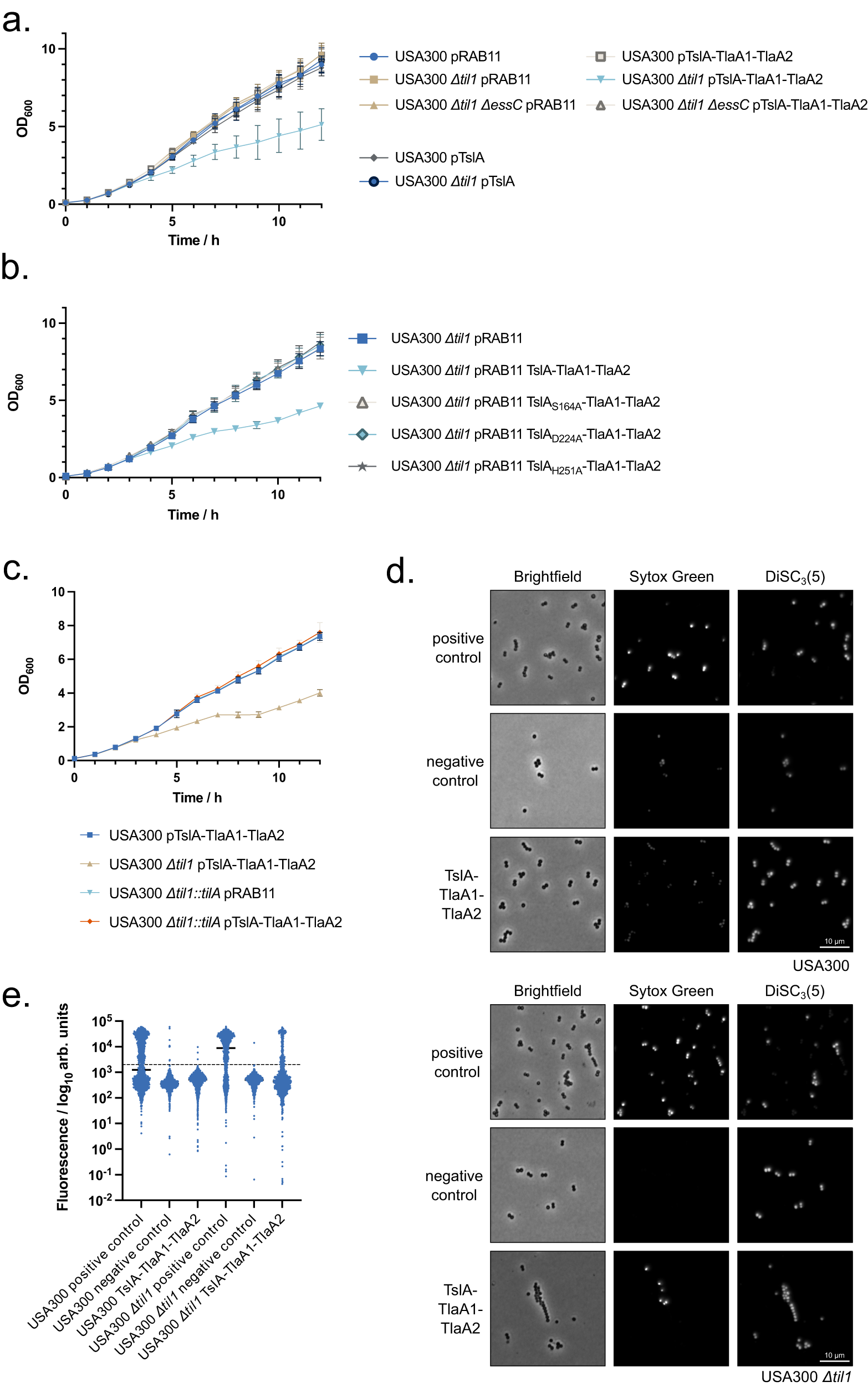 Fig. 5: TslA causes membrane damage to S. aureus cells in the absence of Til1 immunity proteins, in a T7SS-dependent manner.