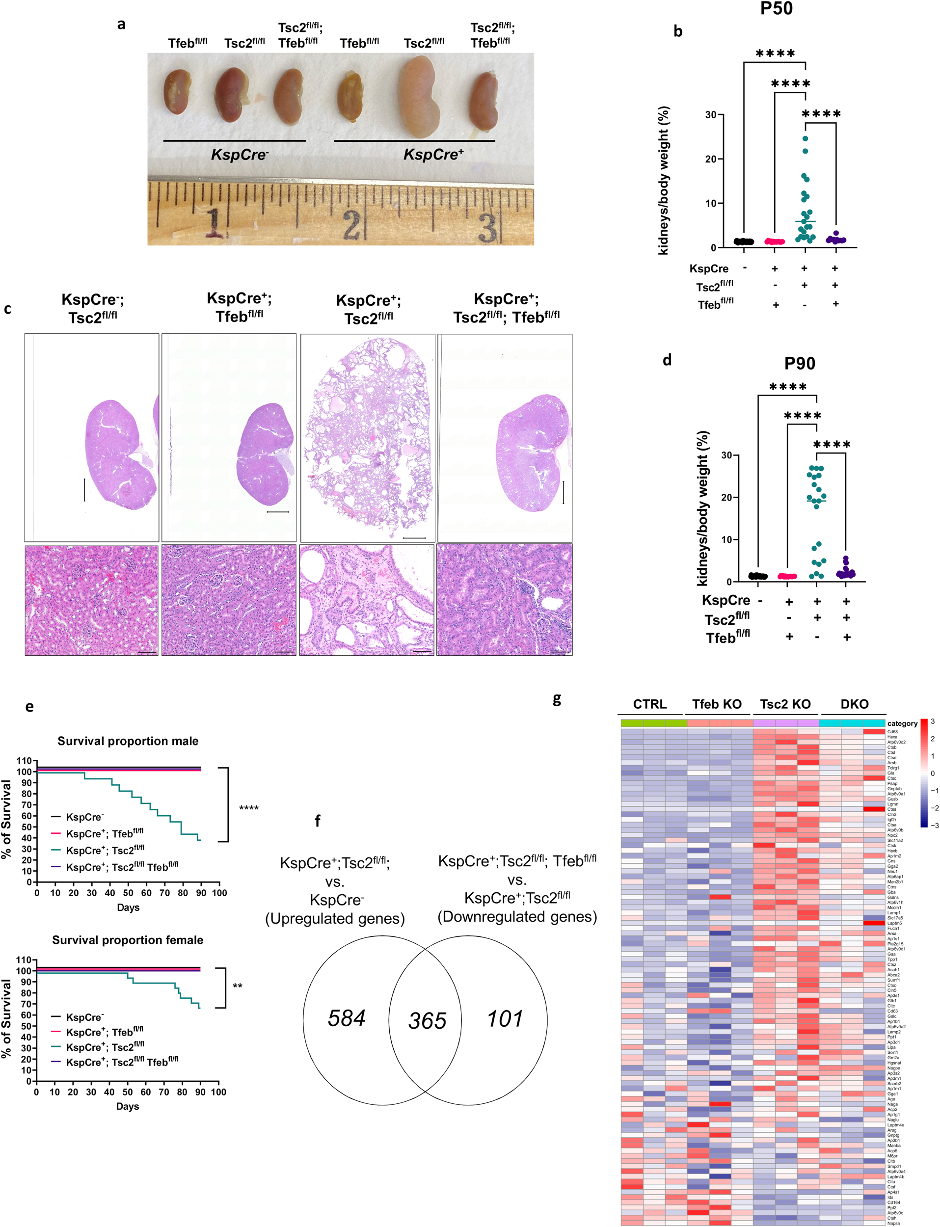 Fig. 2: TFEB knockout rescues renal pathology and lethality in kidney-specific Tsc2-knockout mice.