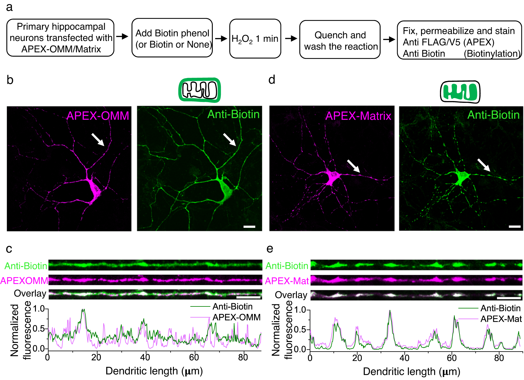 VAP spatially stabilizes dendritic mitochondria to locally support synaptic  plasticity