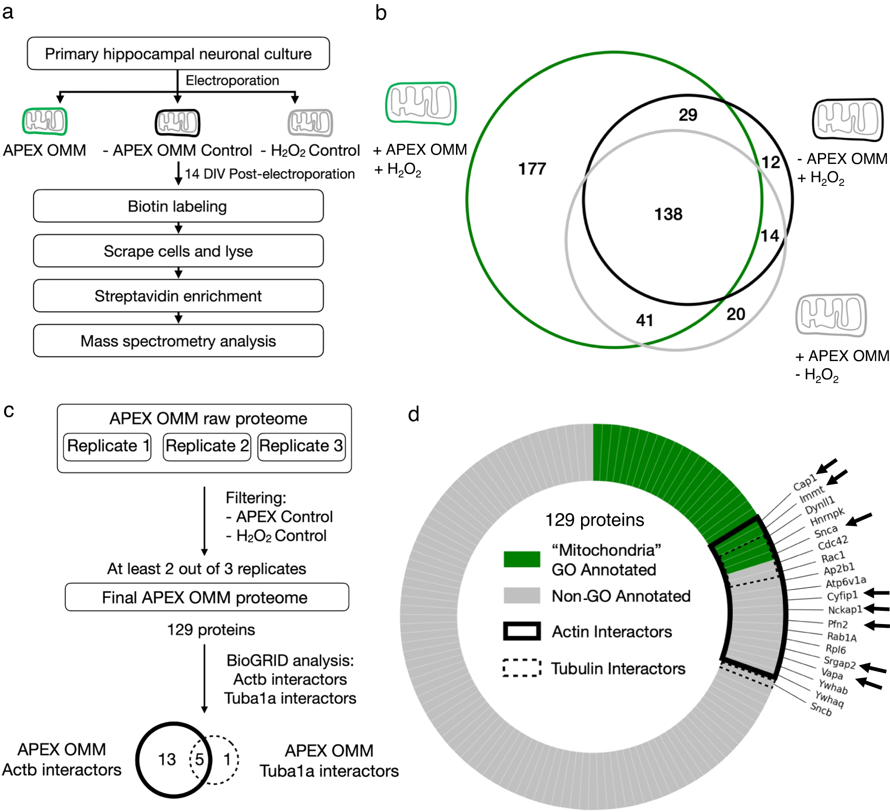 Fig. 2: Identifying actin-interacting proteins on the outer mitochondrial membrane.