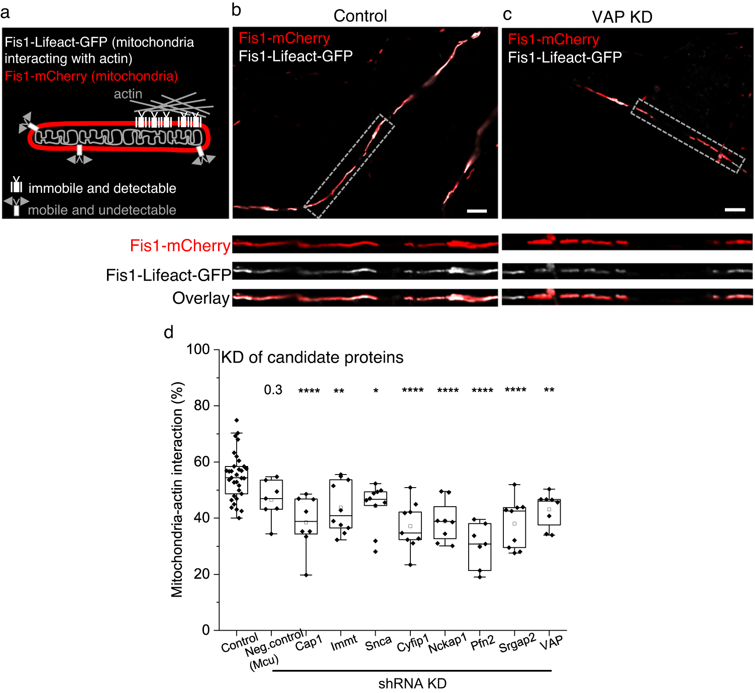 Fig. 3: Identifying proteins required for mitochondria-actin tethering in dendrites.