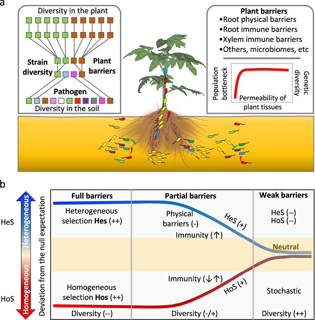 Effects of plant tissue permeability on invasion and population bottlenecks  of a phytopathogen | Nature Communications