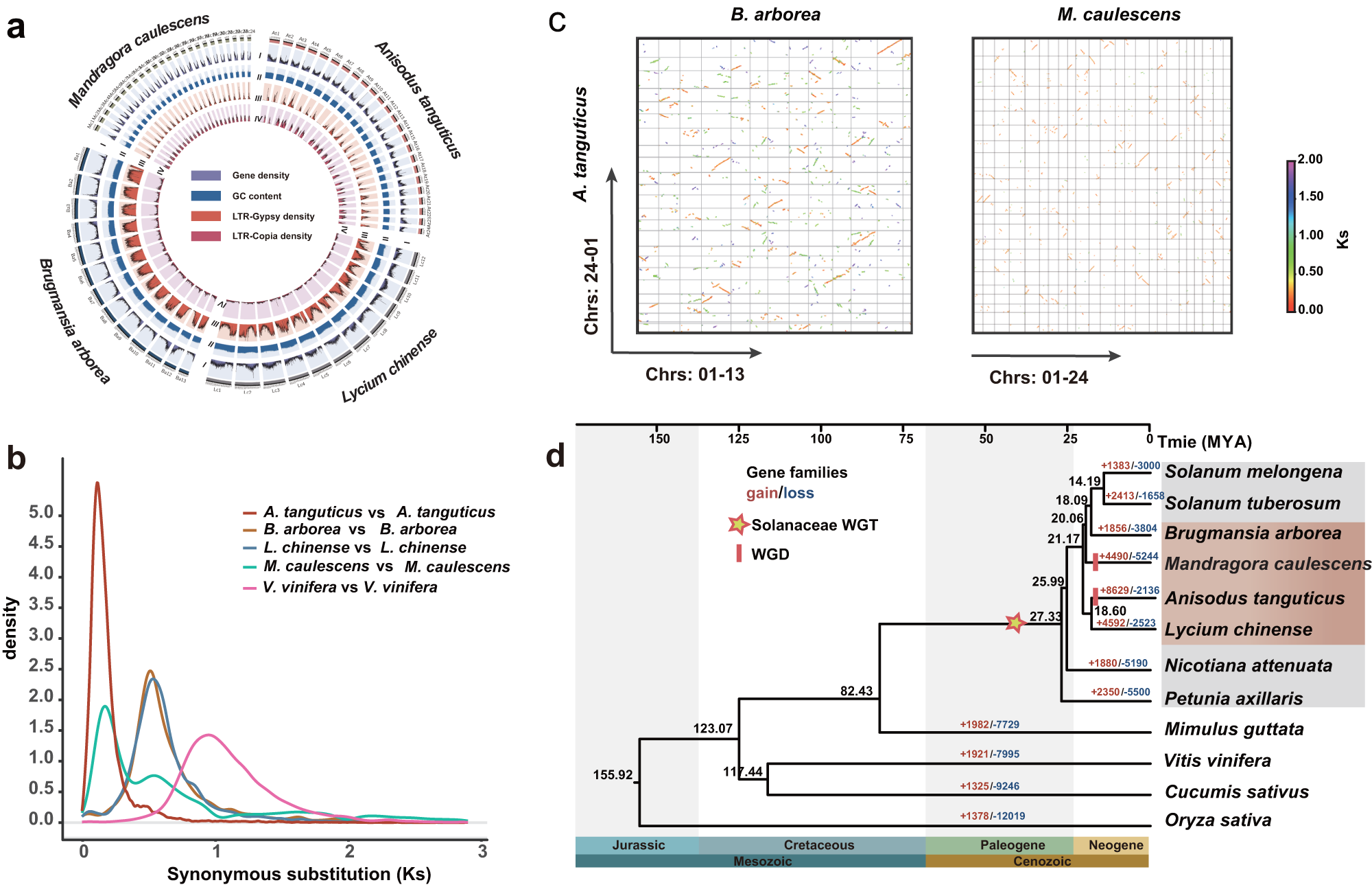 Multiple independent losses of the biosynthetic pathway for two tropane  alkaloids in the Solanaceae family | Nature Communications