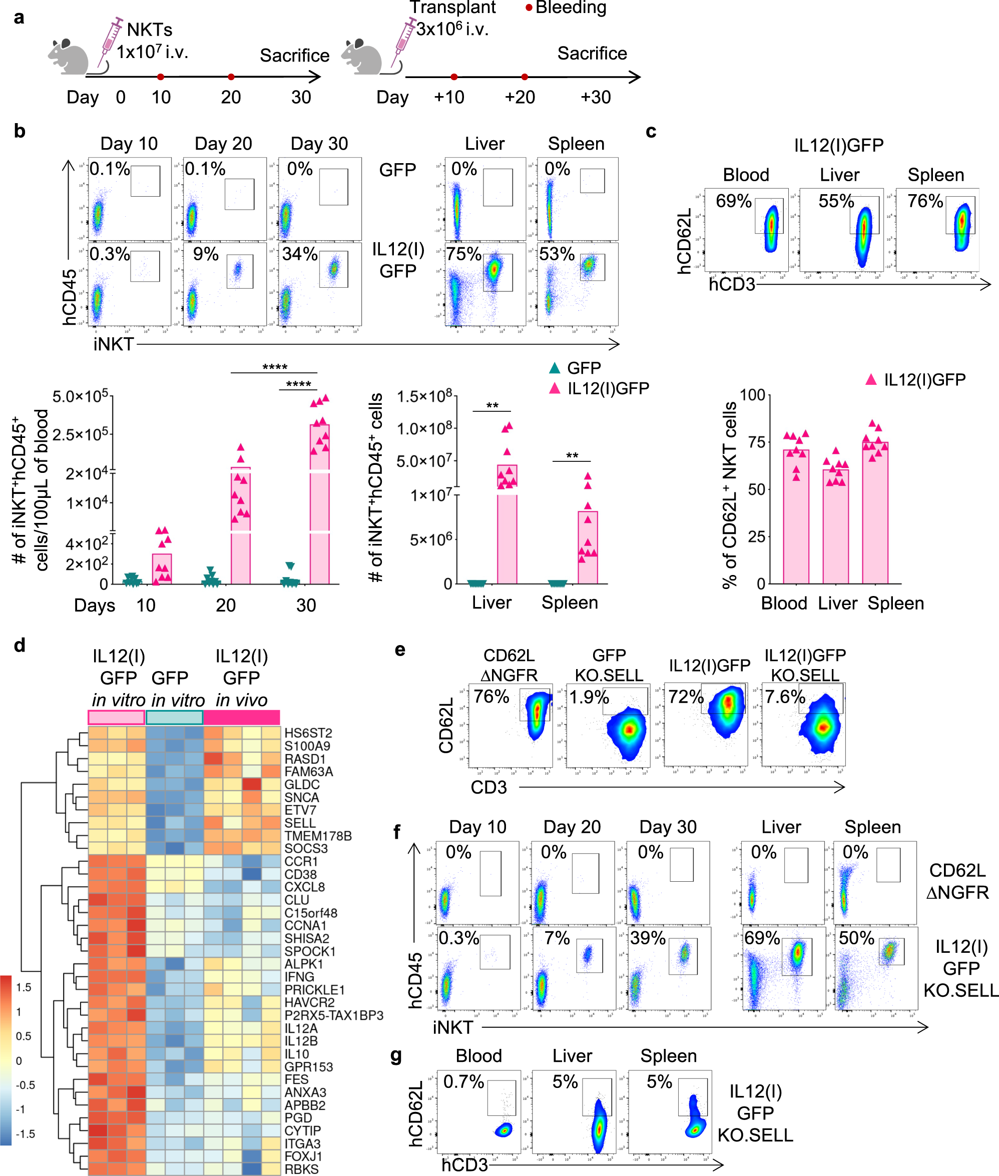 Fig. 3: NKTs expressing IL-12 acquire long-term longevity in vivo.
