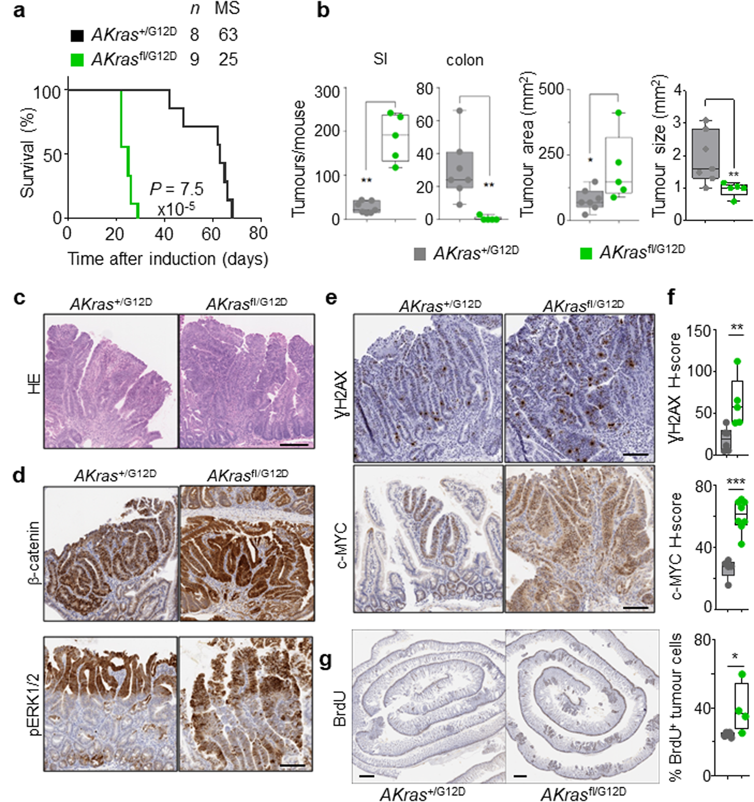 Fig. 3: Loss of wild-type Kras increases mutant KRAS-driven tumourigenesis together with Apc loss.