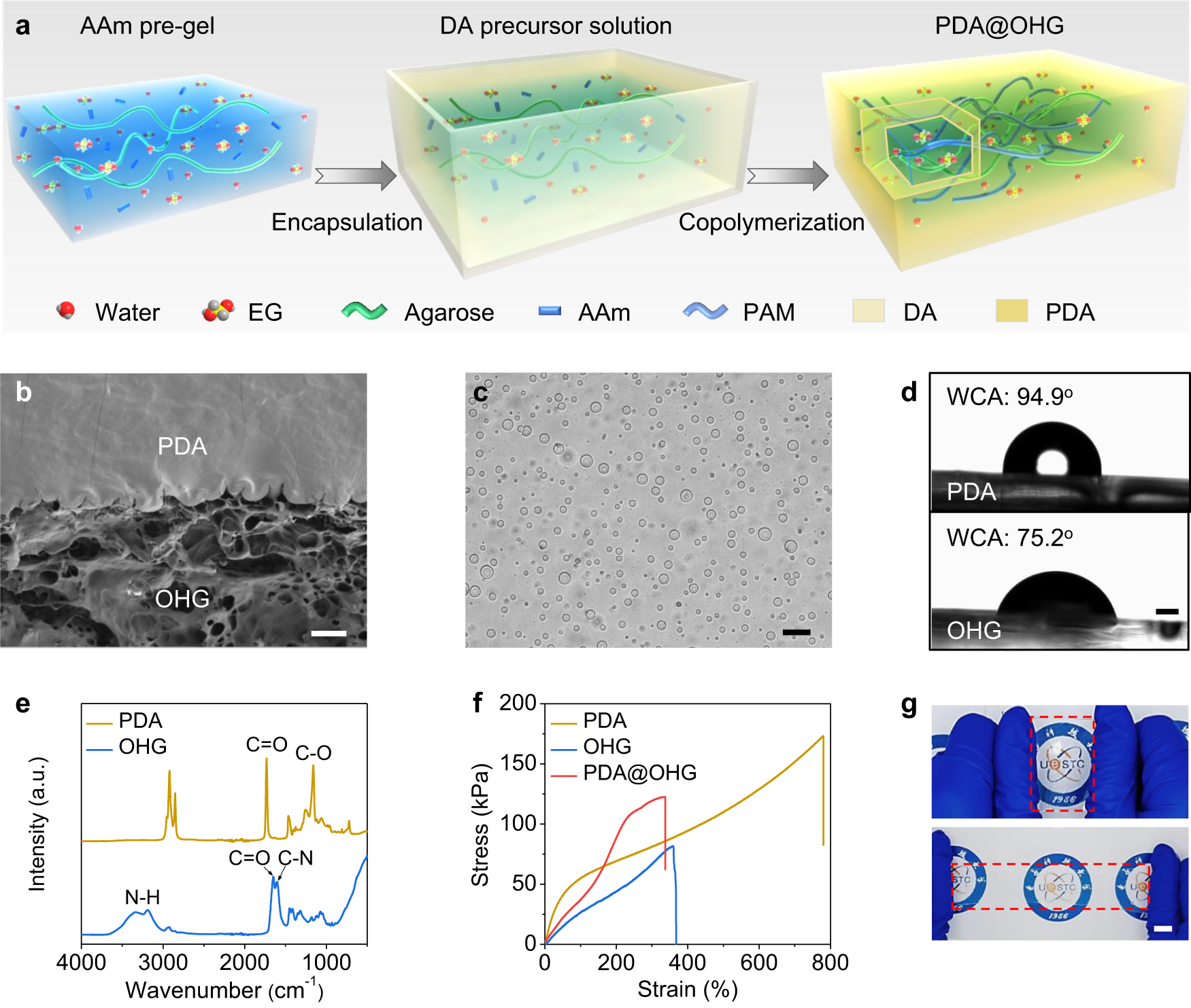 Fig. 2: Preparation and characterization of polydodecyl acrylate coated organohydrogel (PDA@OHG) film.