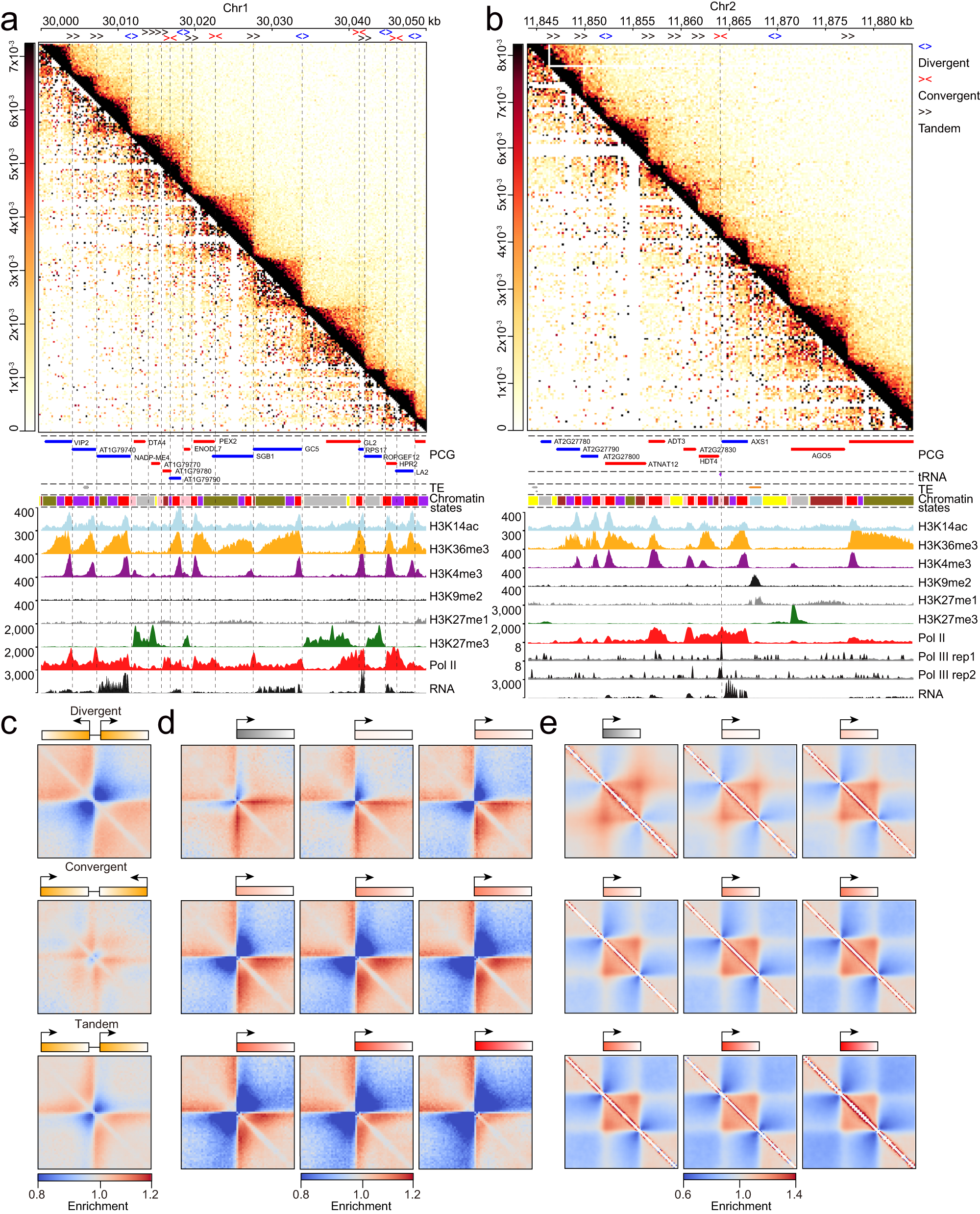 Fig. 3: Transcription is closely associated with the local presence of a triangle chromatin domain.