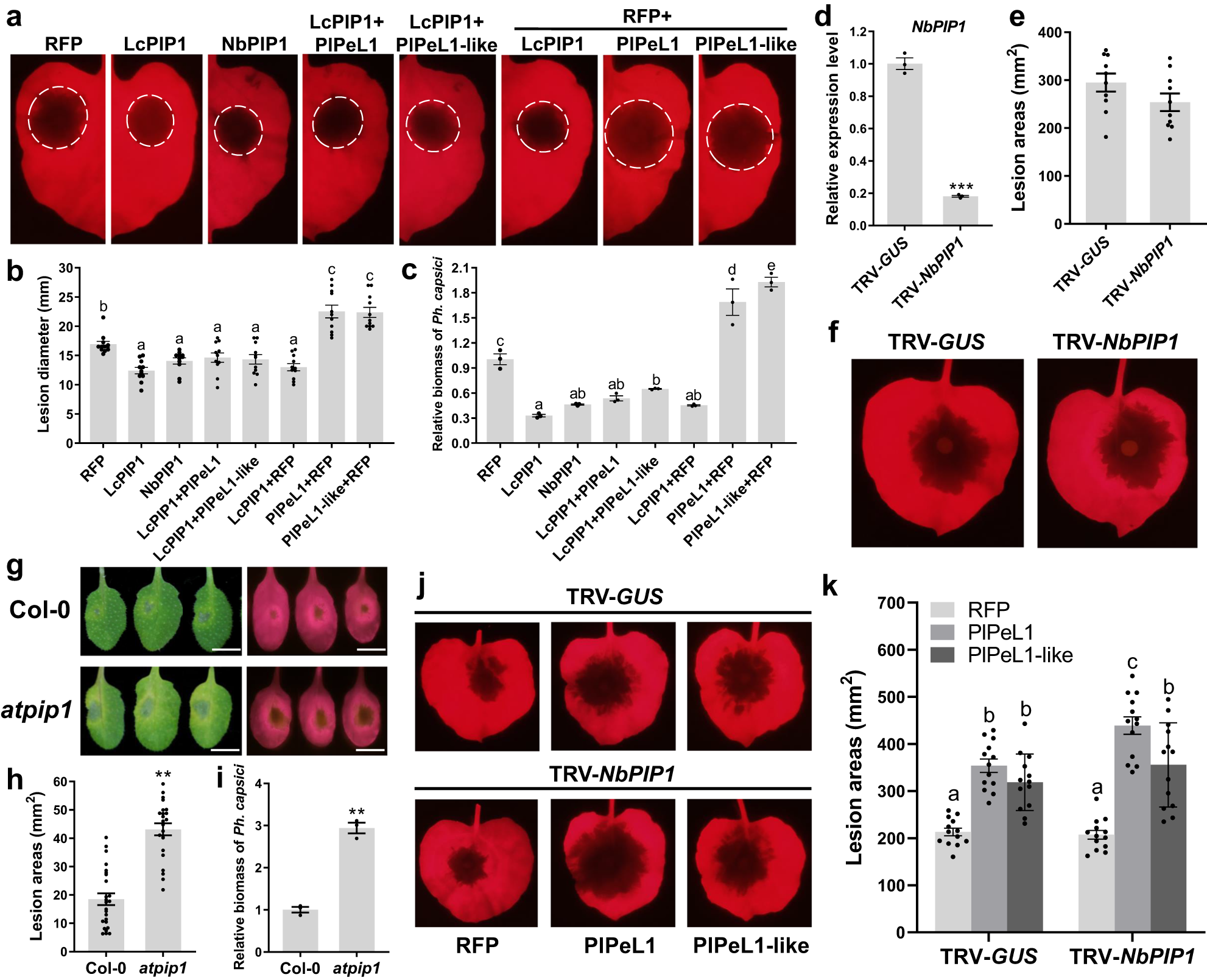 Fig. 3: LcPIP1 and homologs enhance plants resistance and attenuate susceptibility induced by PlPeL1/PlPeL1-like.