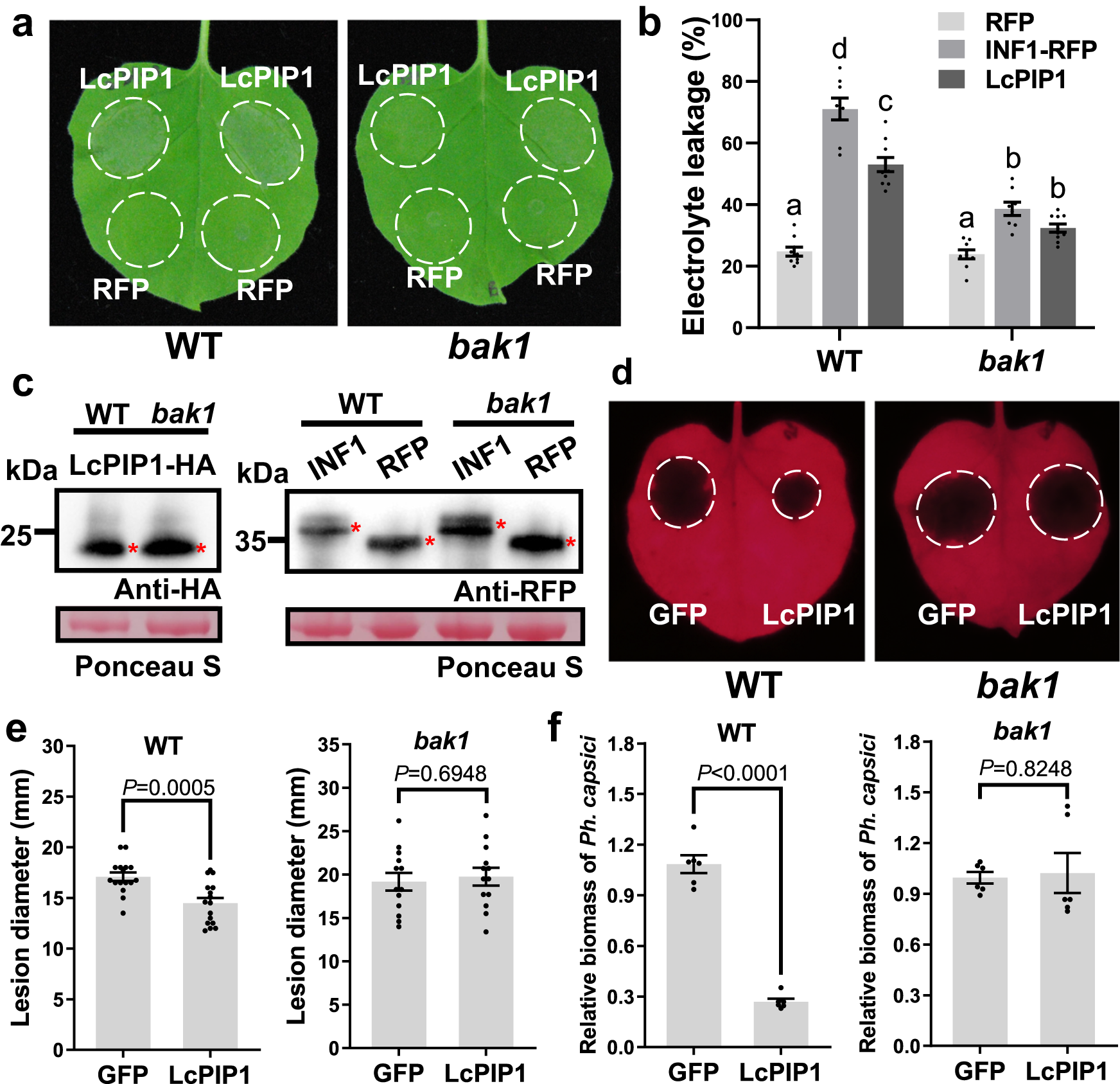 Fig. 6: SERK3 is required for LcPIP1-induced cell death.